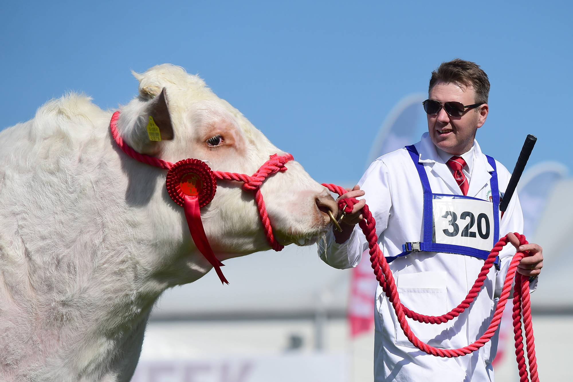 royal-ulster-show.jpg