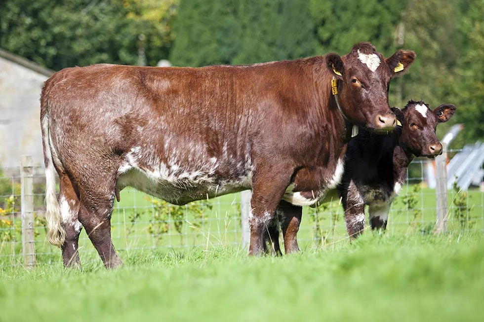 15BeefShorthornCowAndCalf.jpg