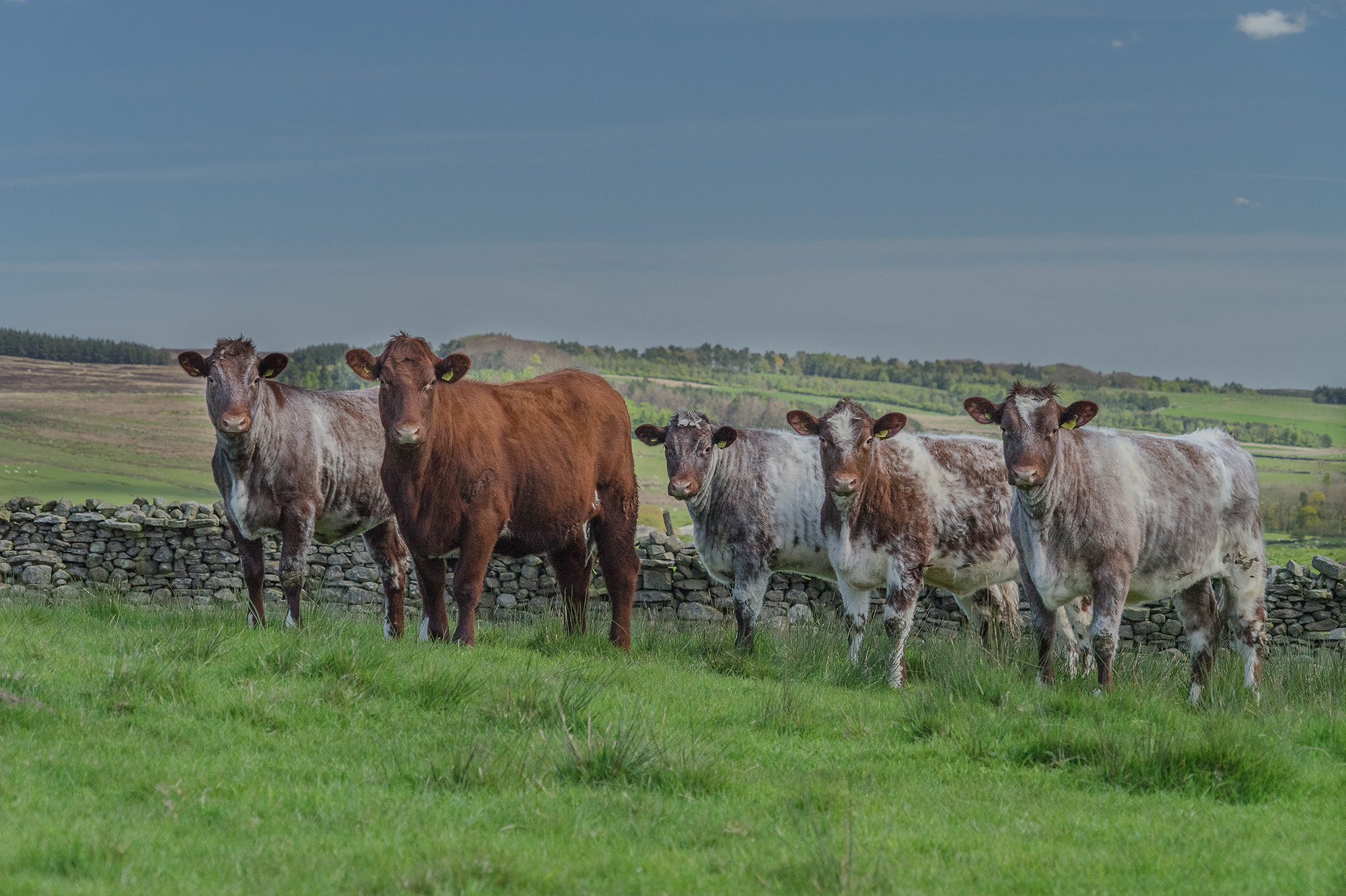 Group on a Hill by Penny Paisley (image subject to copyright)