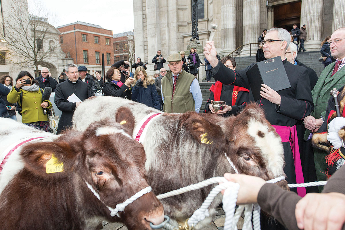 The Beef Shorthorn 'blessing' by St Paul's Precentor, Revd Canon Michael Hampel