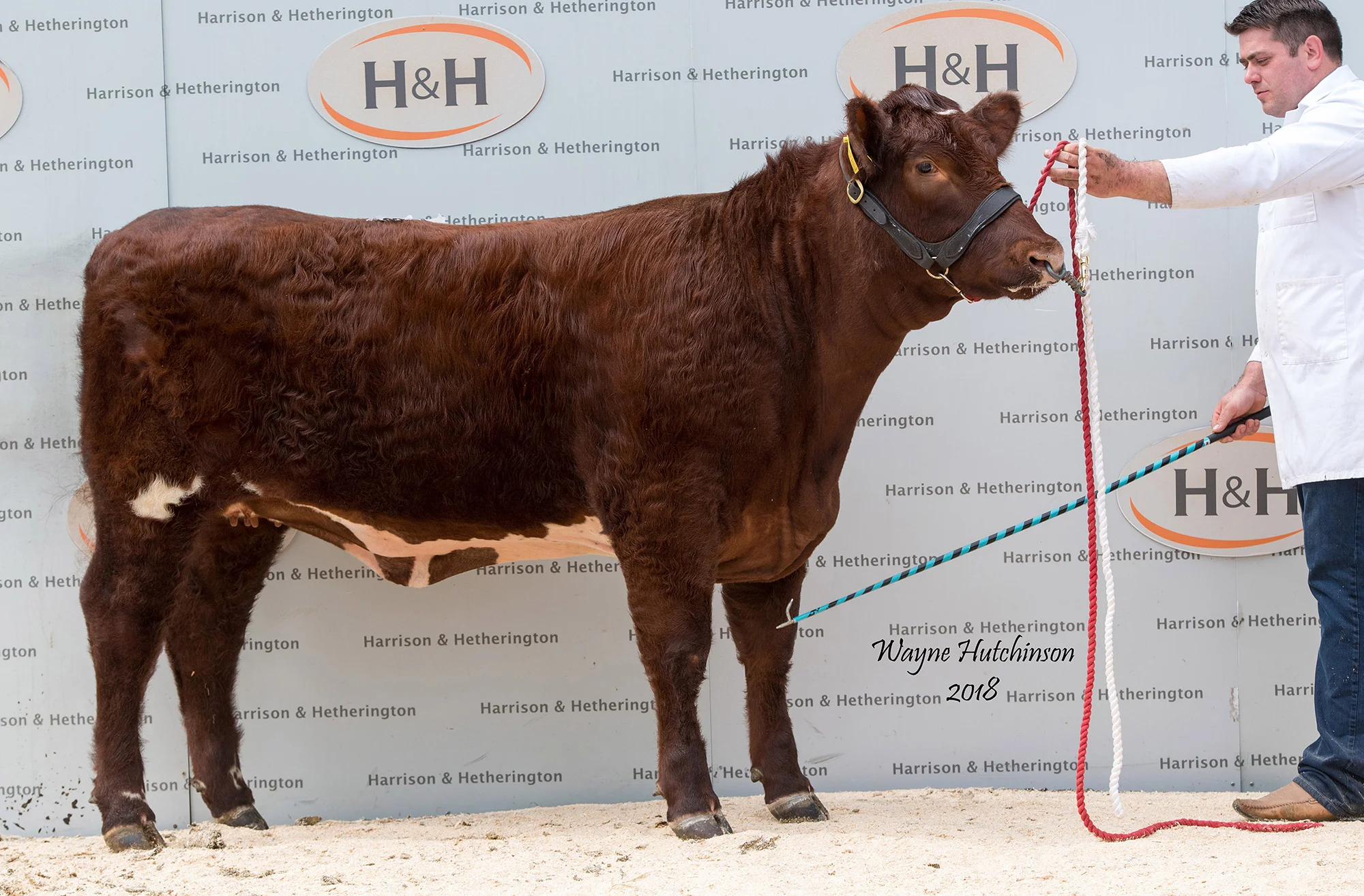Castlemount Matrix Princess 2, 5,300 gns
