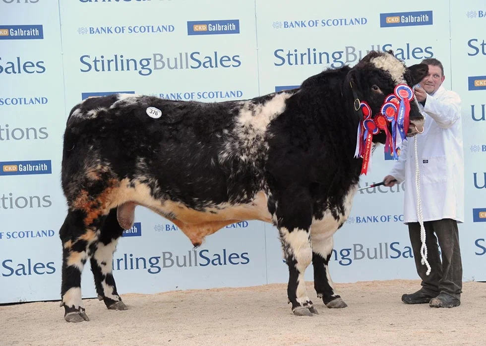 Stirling Champion, 2015, Lowther Gervaise at 6,500gns