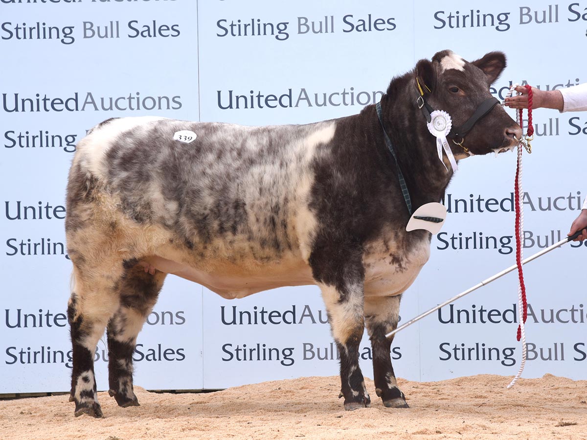 Stirling Bull Sale - February