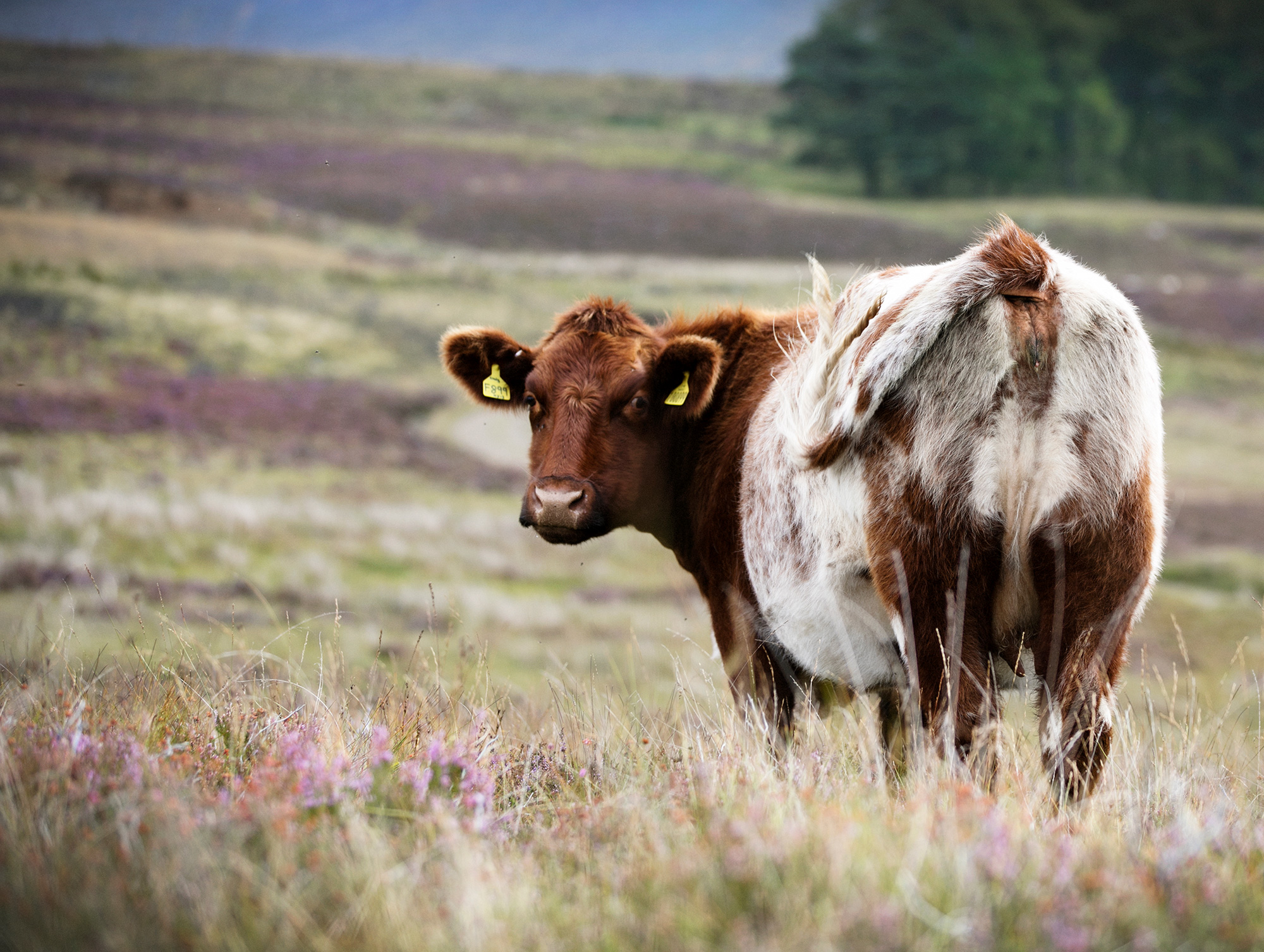 beef-shorthorns-glenisla-1909a.jpg