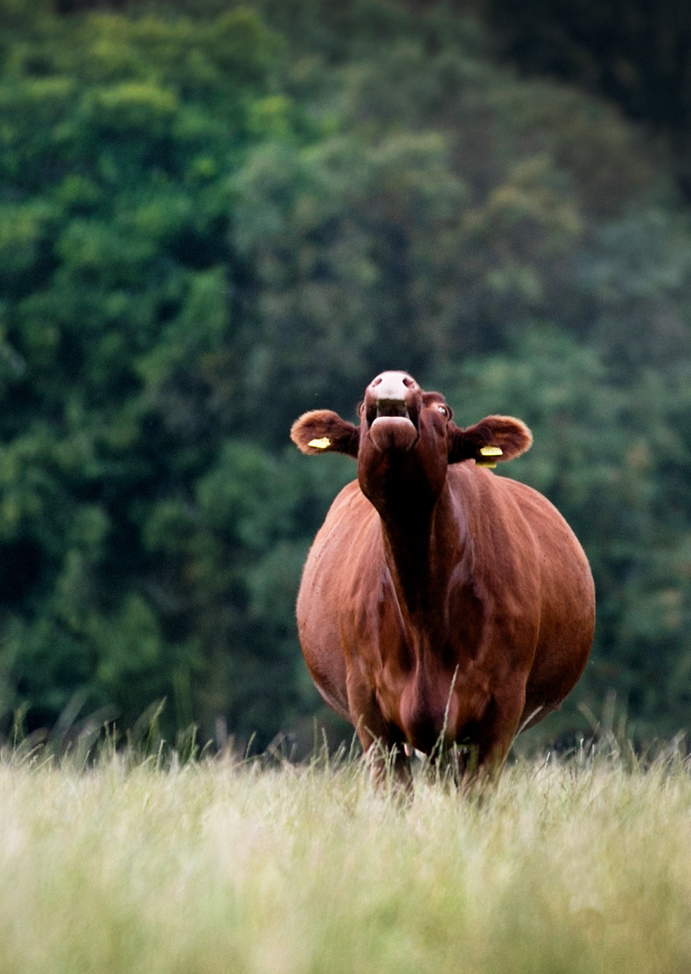 beef-shorthorns-glenisla-1942a.jpg