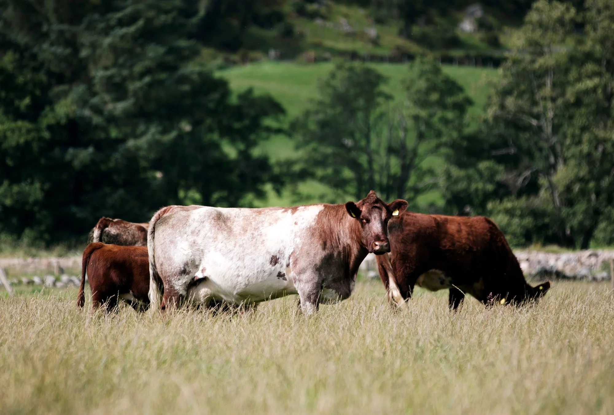 beef-shorthorns-glenisla-2002.jpg