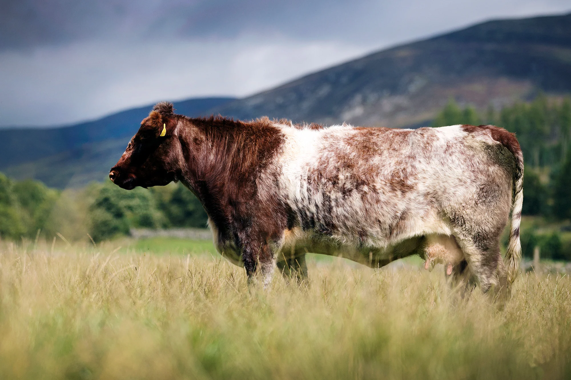 beef-shorthorns-glenisla-2021.jpg
