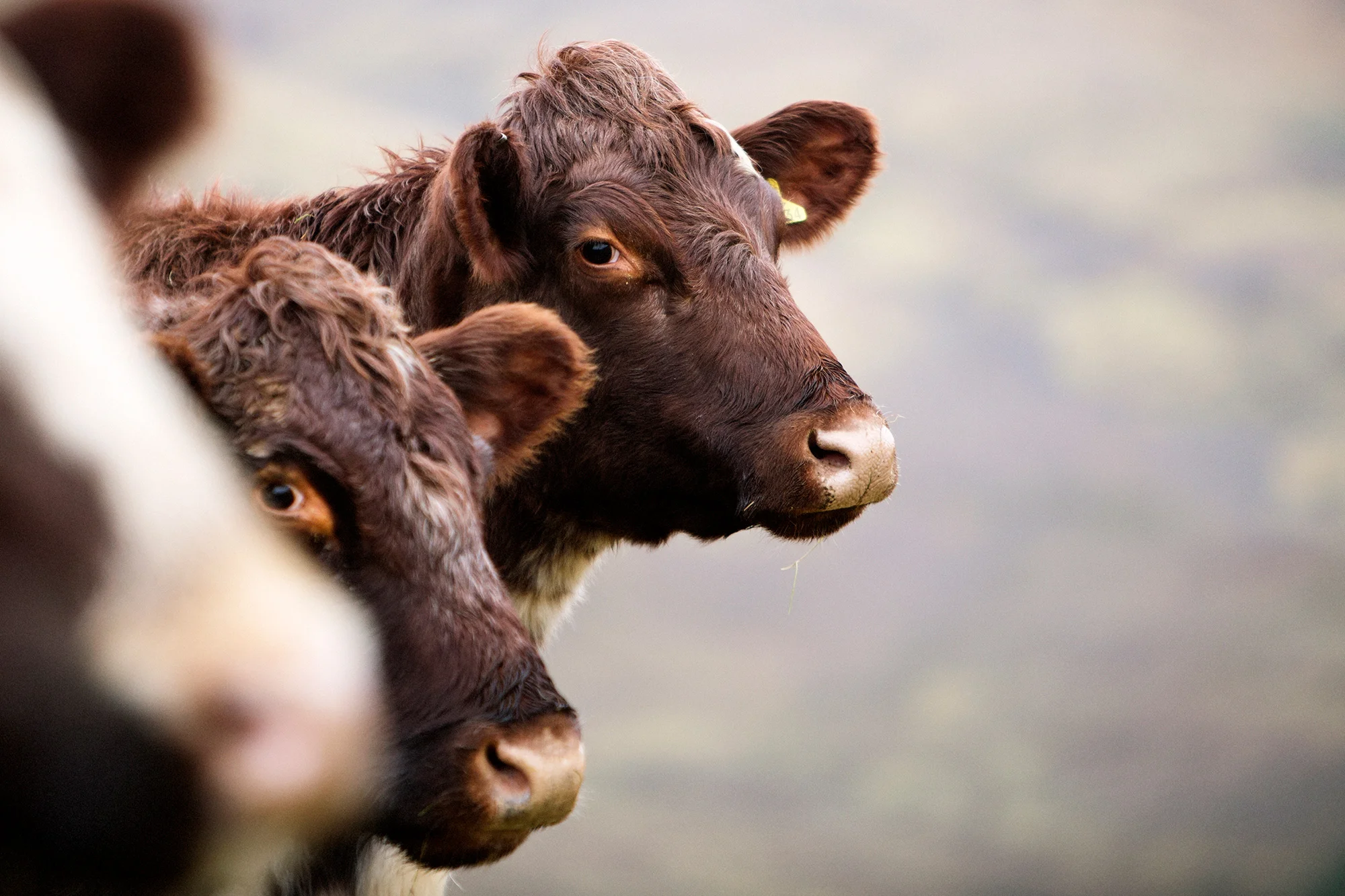 beef-shorthorn-mountbenger-4182.jpg
