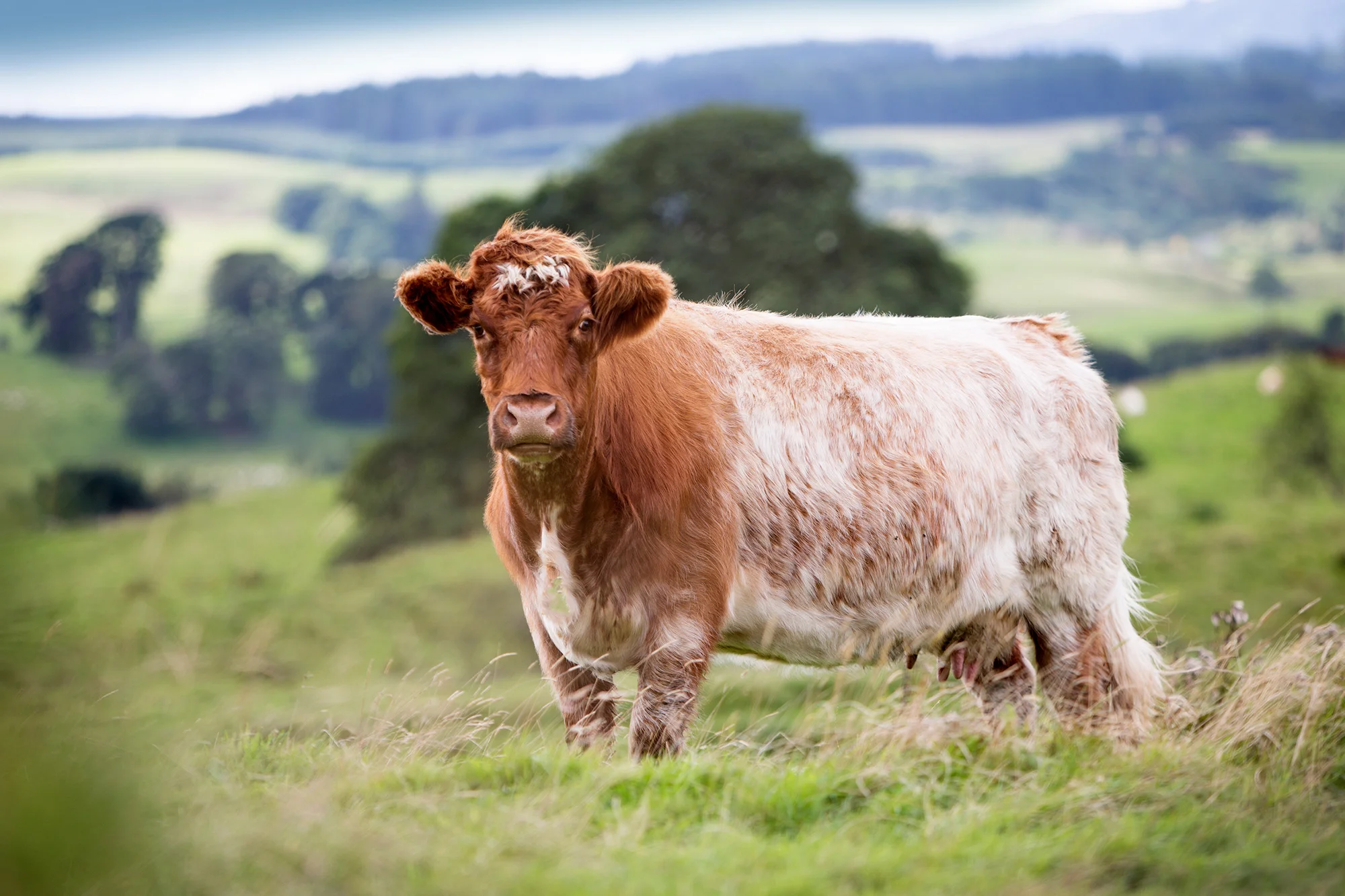 iain-malcolm-beef-shorthorns-10.jpg