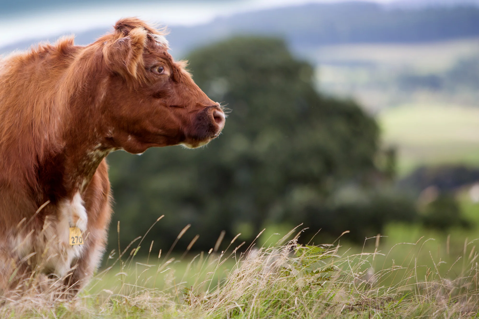 iain-malcolm-beef-shorthorns-7.jpg