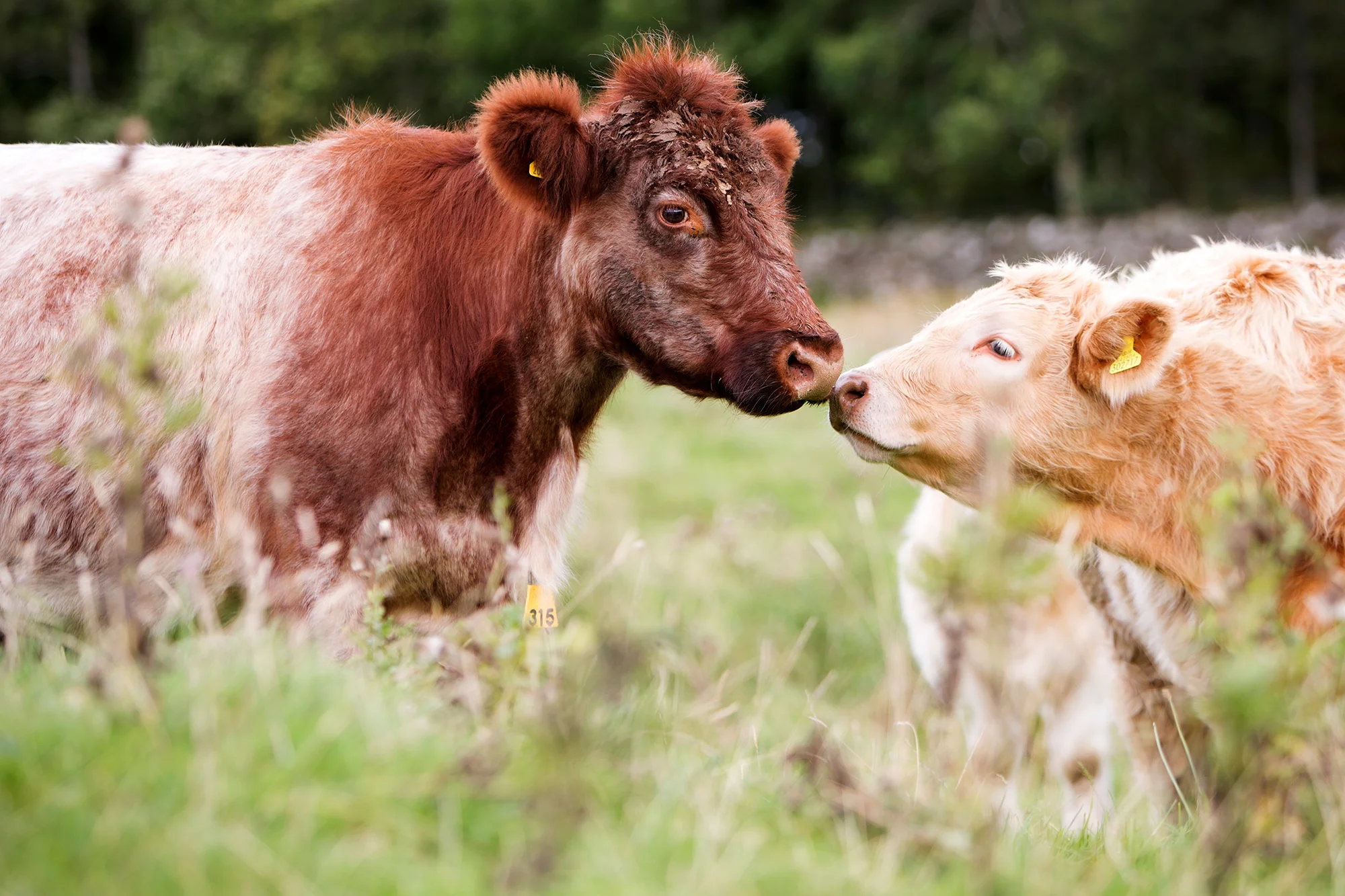 iain-malcolm-beef-shorthorns-5.jpg