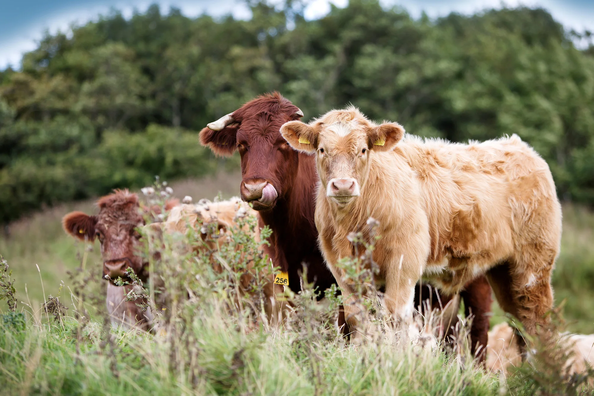 iain-malcolm-beef-shorthorns-1.jpg