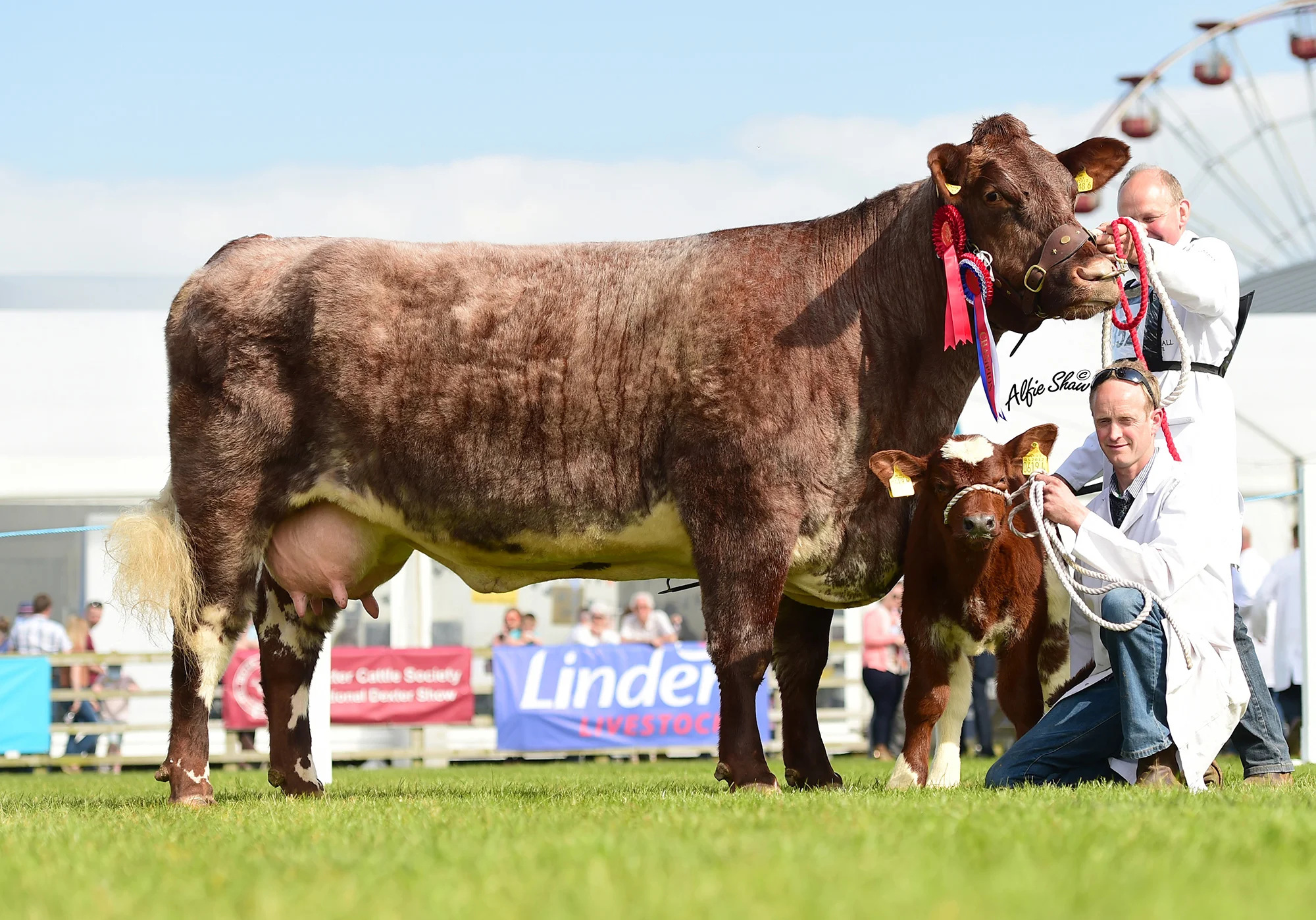 Champion, Uppermill Gipsy Robyn from J Porter