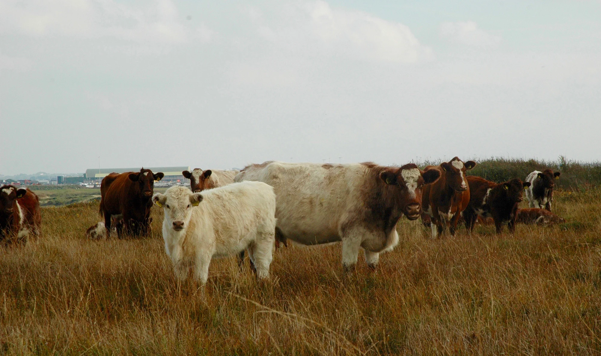 16Bodior-cows-and-calves-2.jpg