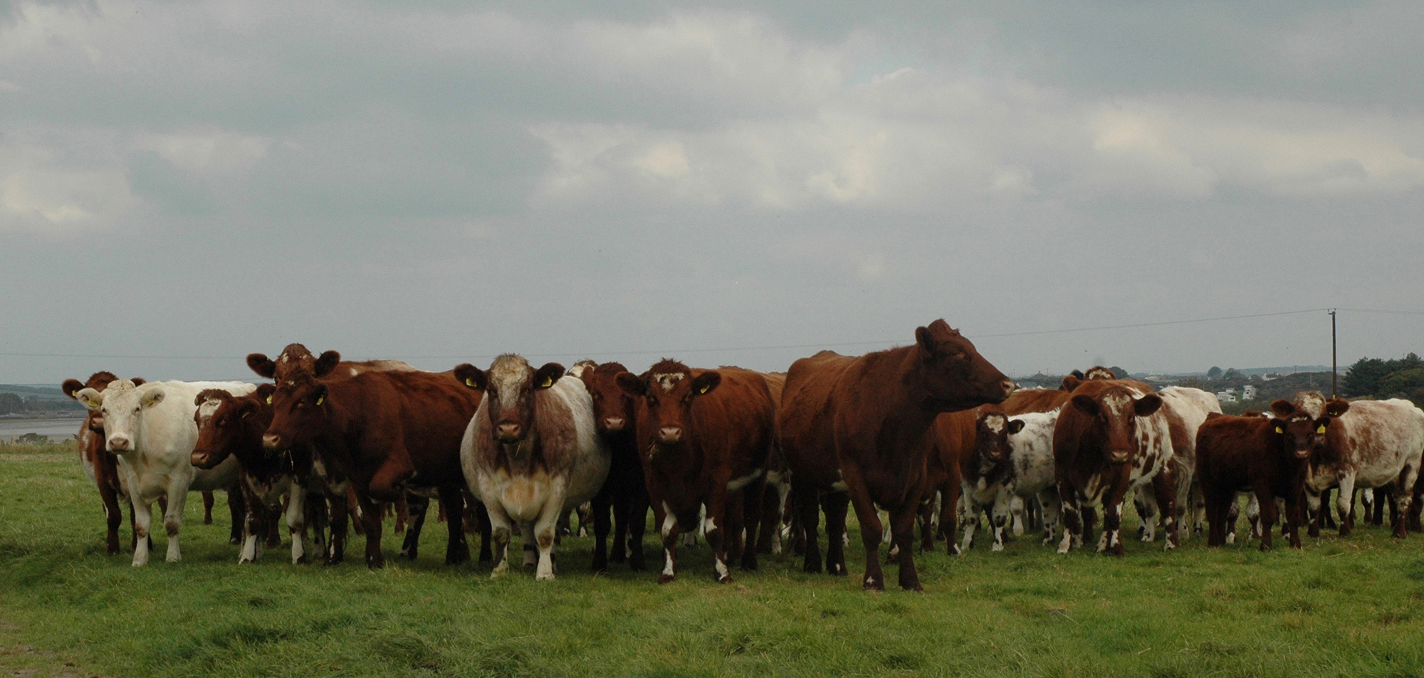 16Bodior-cows.jpg