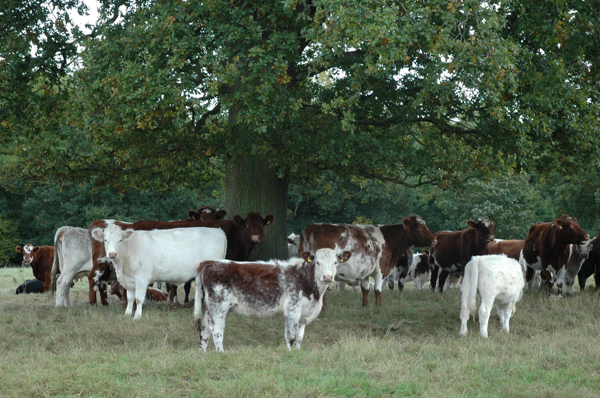 16Cherry-cows.jpg