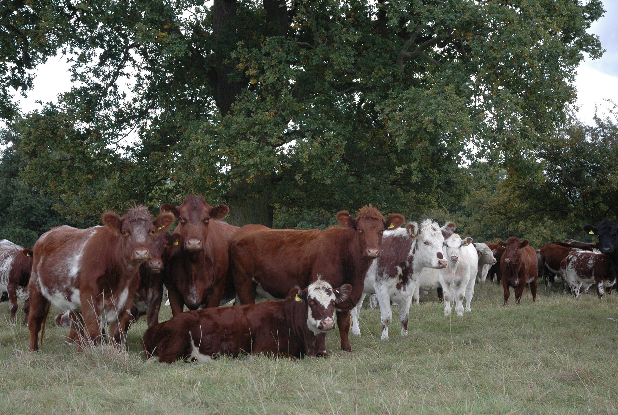 16Cherry-cows-2.jpg