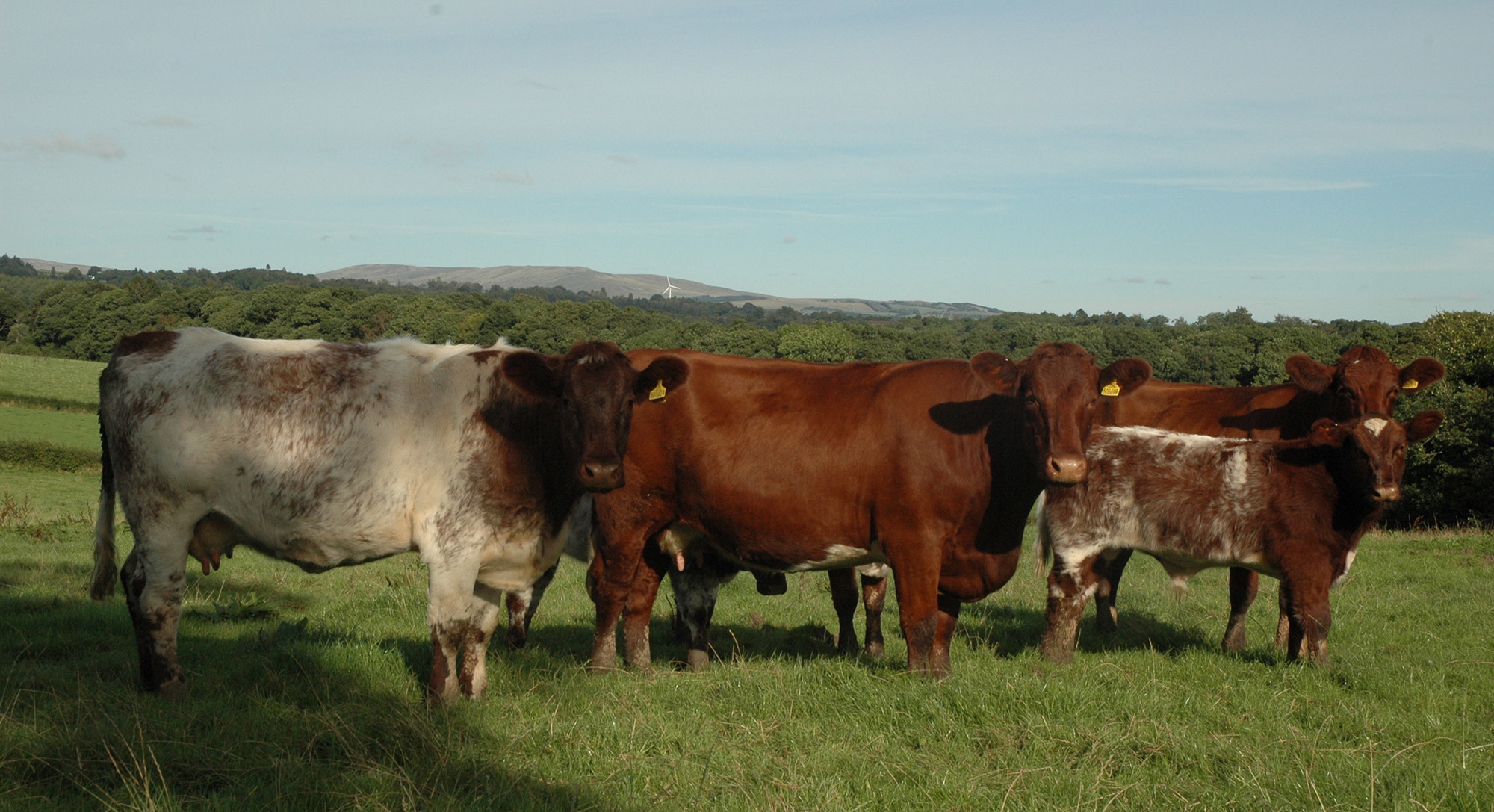 Millerston cows by Podehole Beefeater