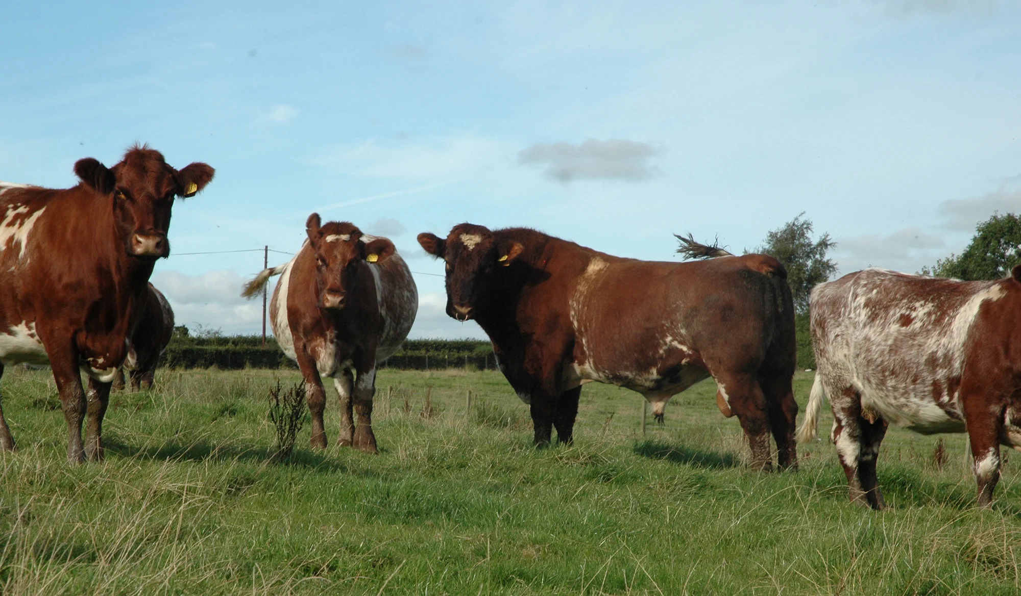 Millerston current herd sire Meonhill Charlie Chaplin