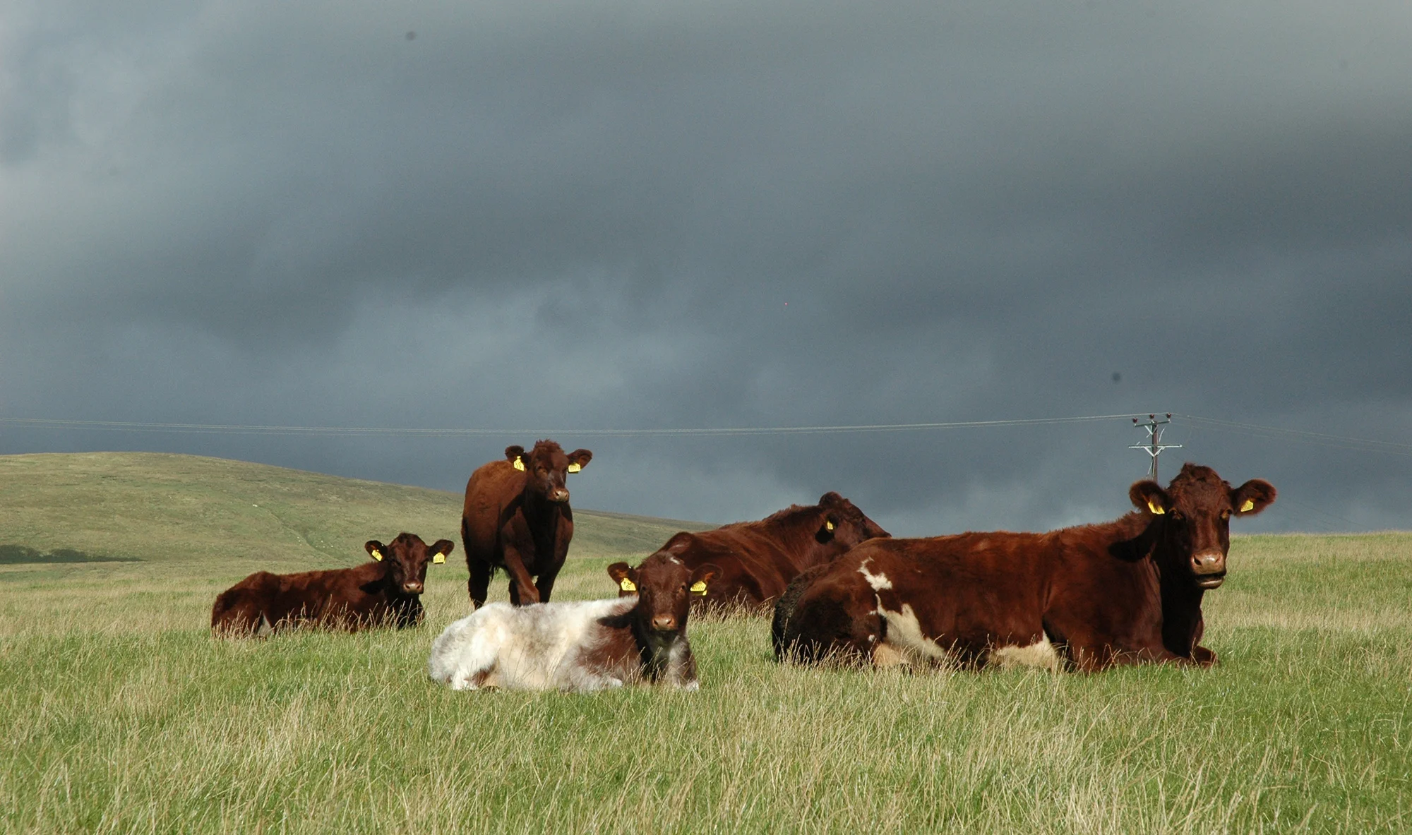 Knockenjig females with their six-month-old calves