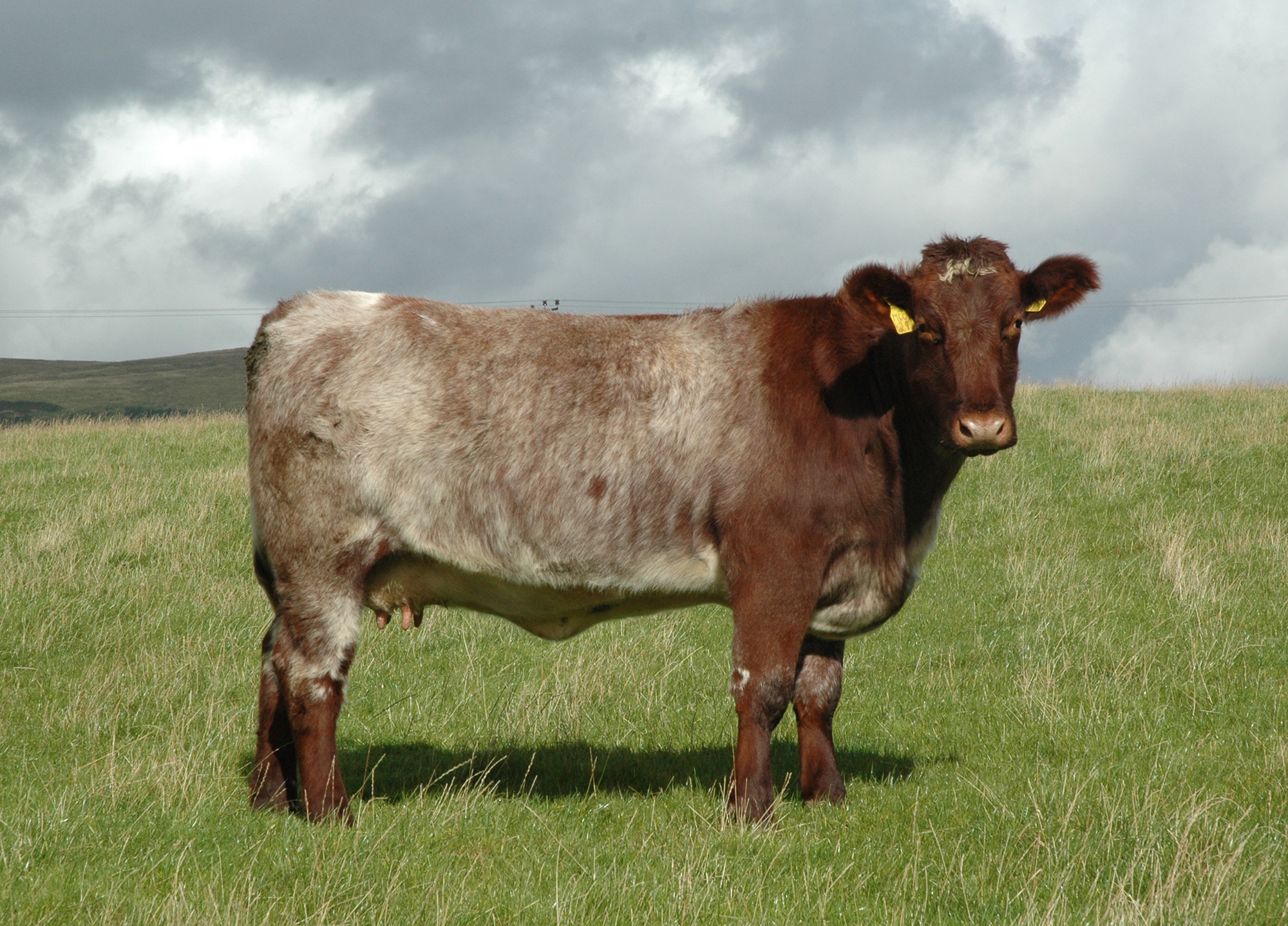 Knockenjig Margo, a two-year-old Meonhill Charlie Chaplin daughter