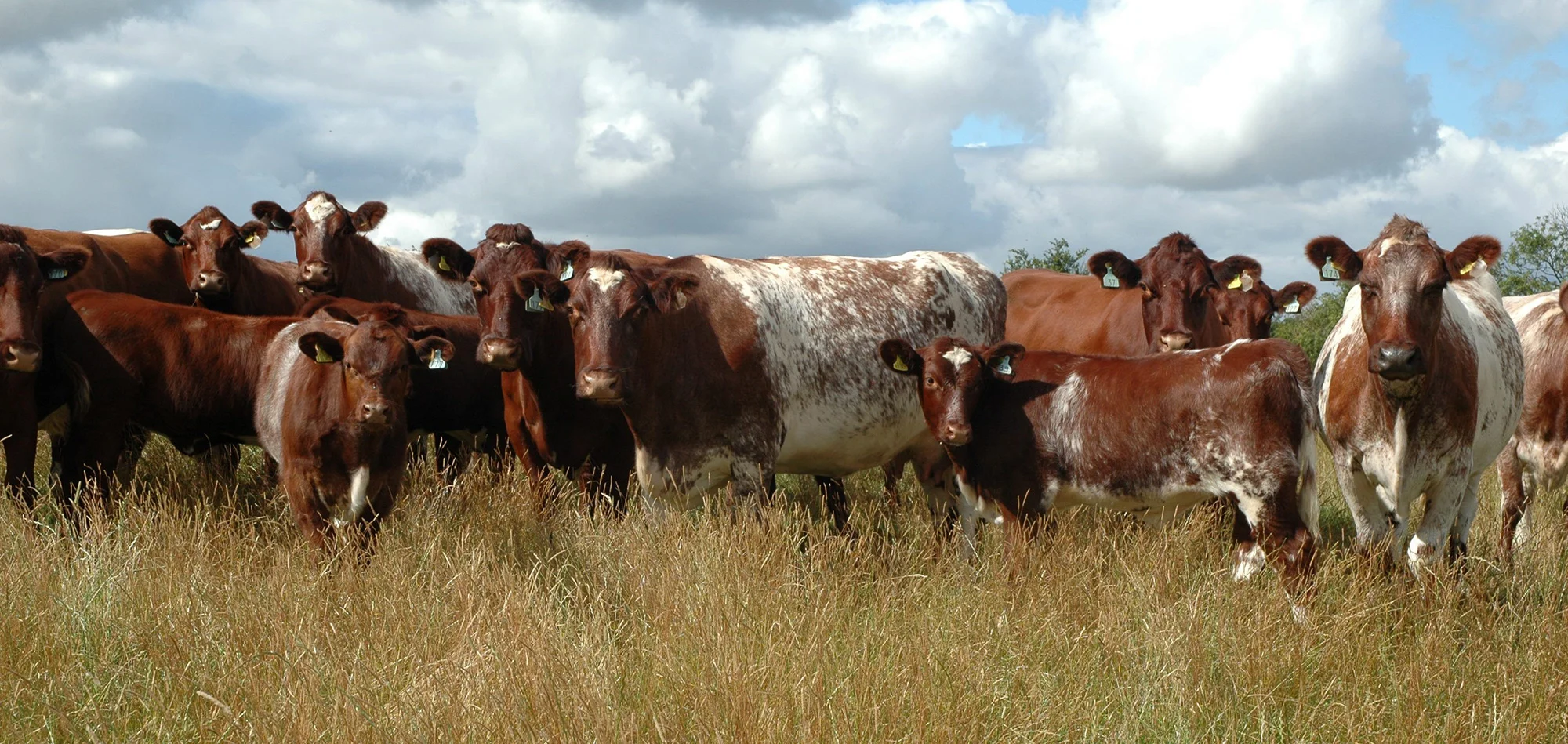 A portion of the Kislingbury herd ranging from three to 11 year-olds with their six-month-old calves by Grafton Duke