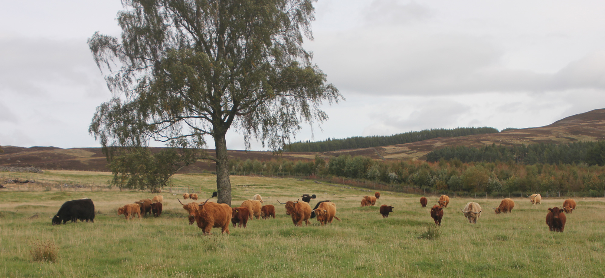 Team B, Highland Cows with their Beef Shorthorn cross calves