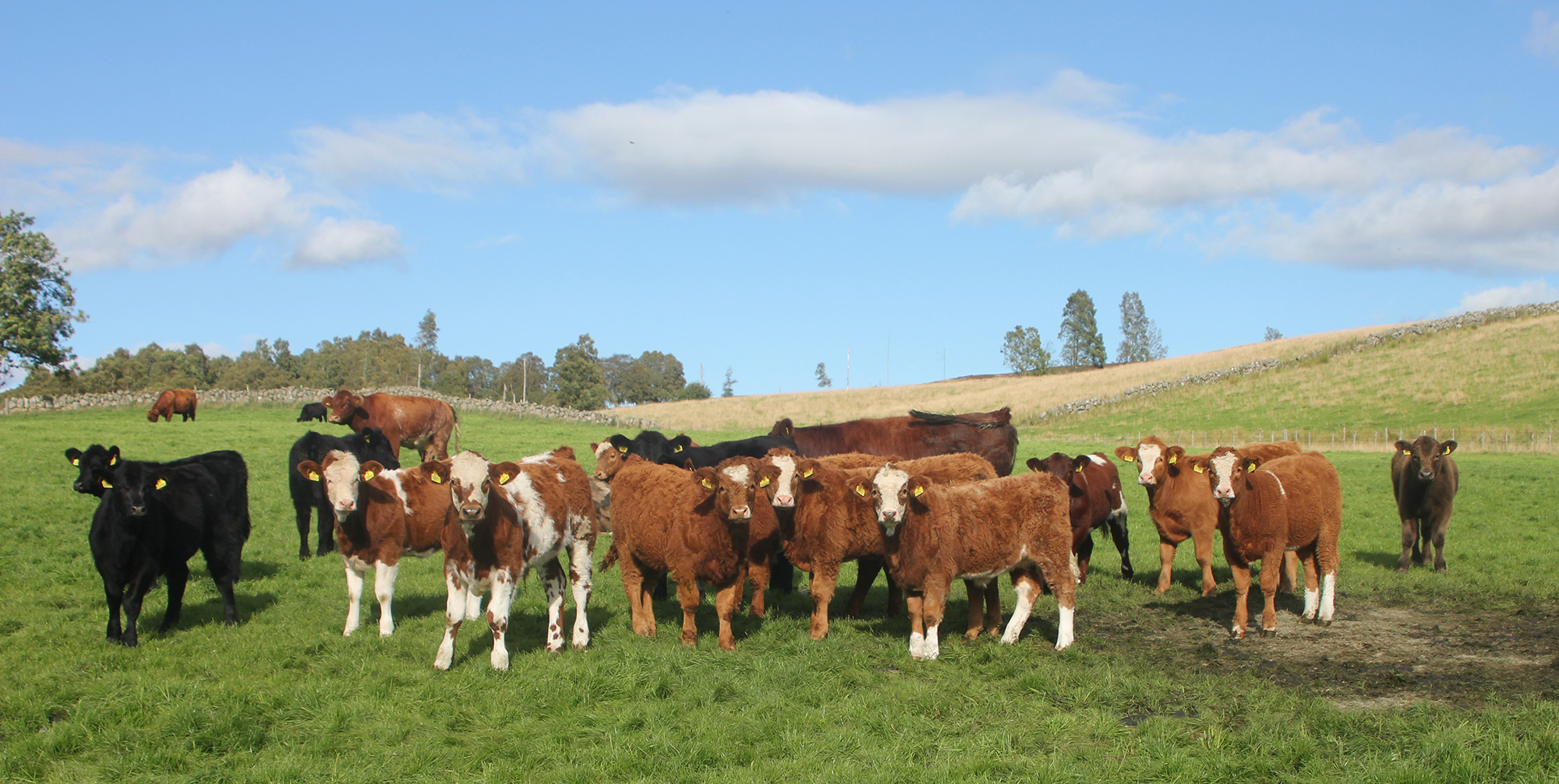 Balnabroich Team C, five-month-old Simmental cross calves out of Beef Shorthorn cross Highland dams