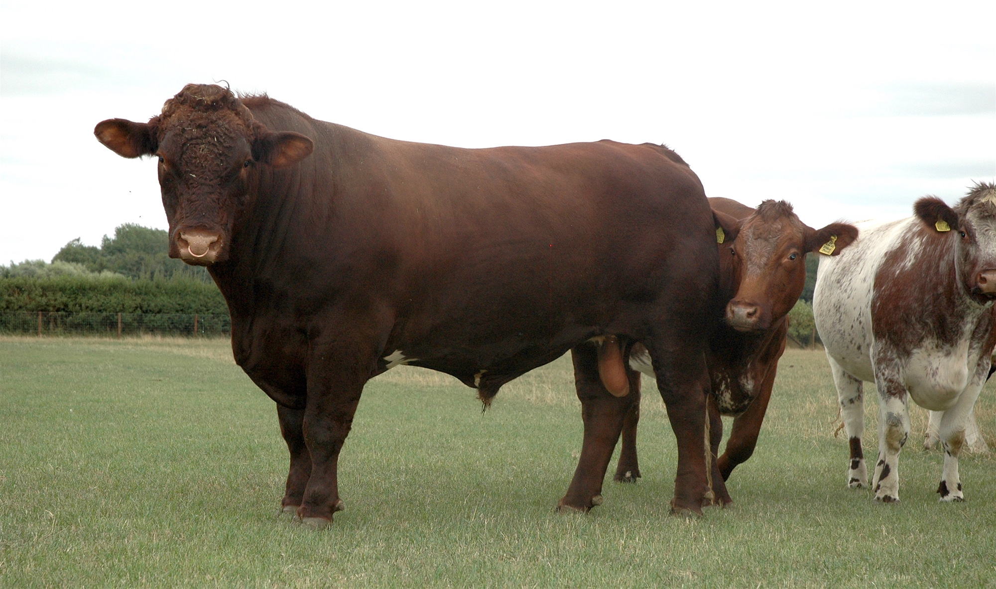 One of Langhams latest stock bulls, the high index Jehu of Upsall