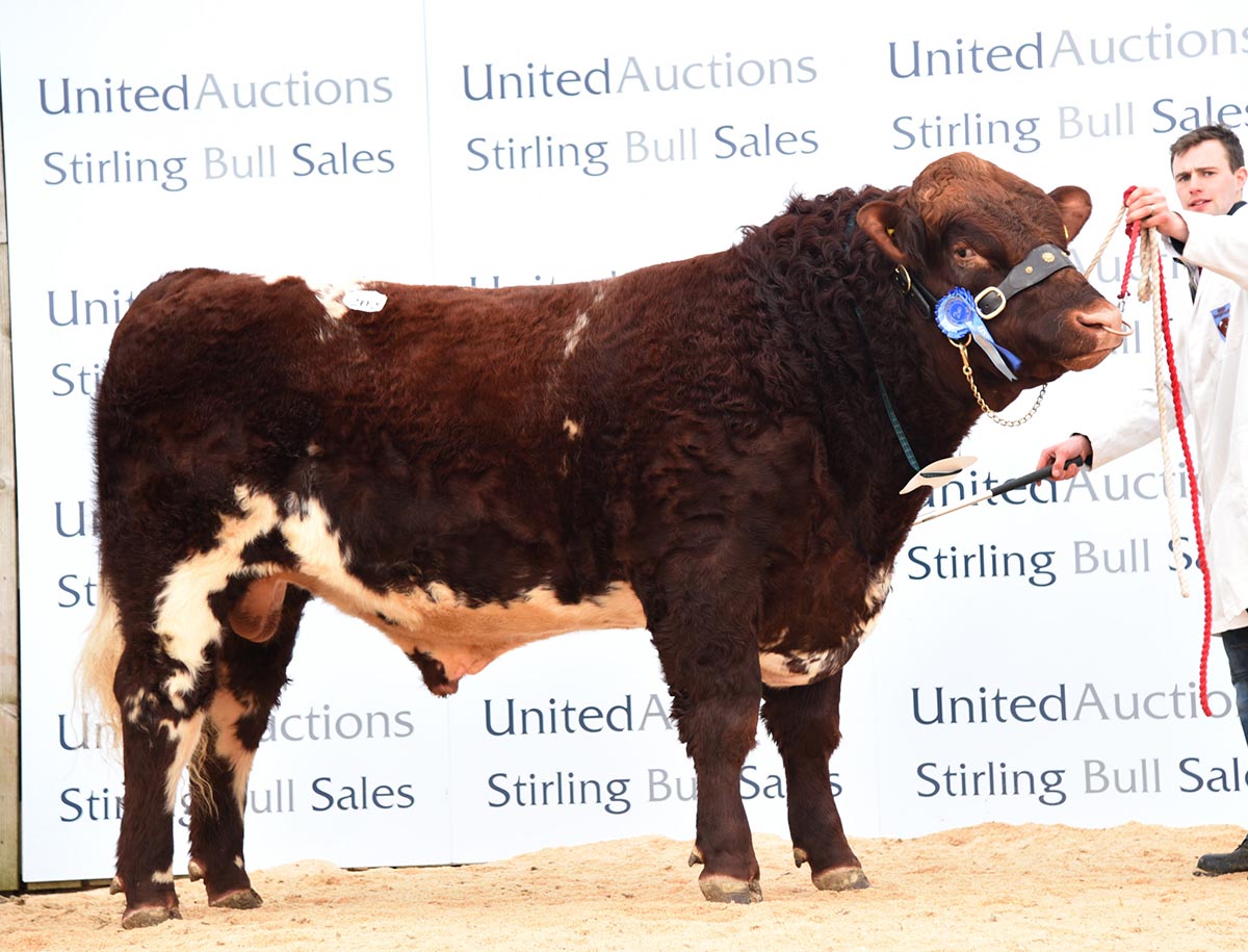 Stirling Bull Sale - February
