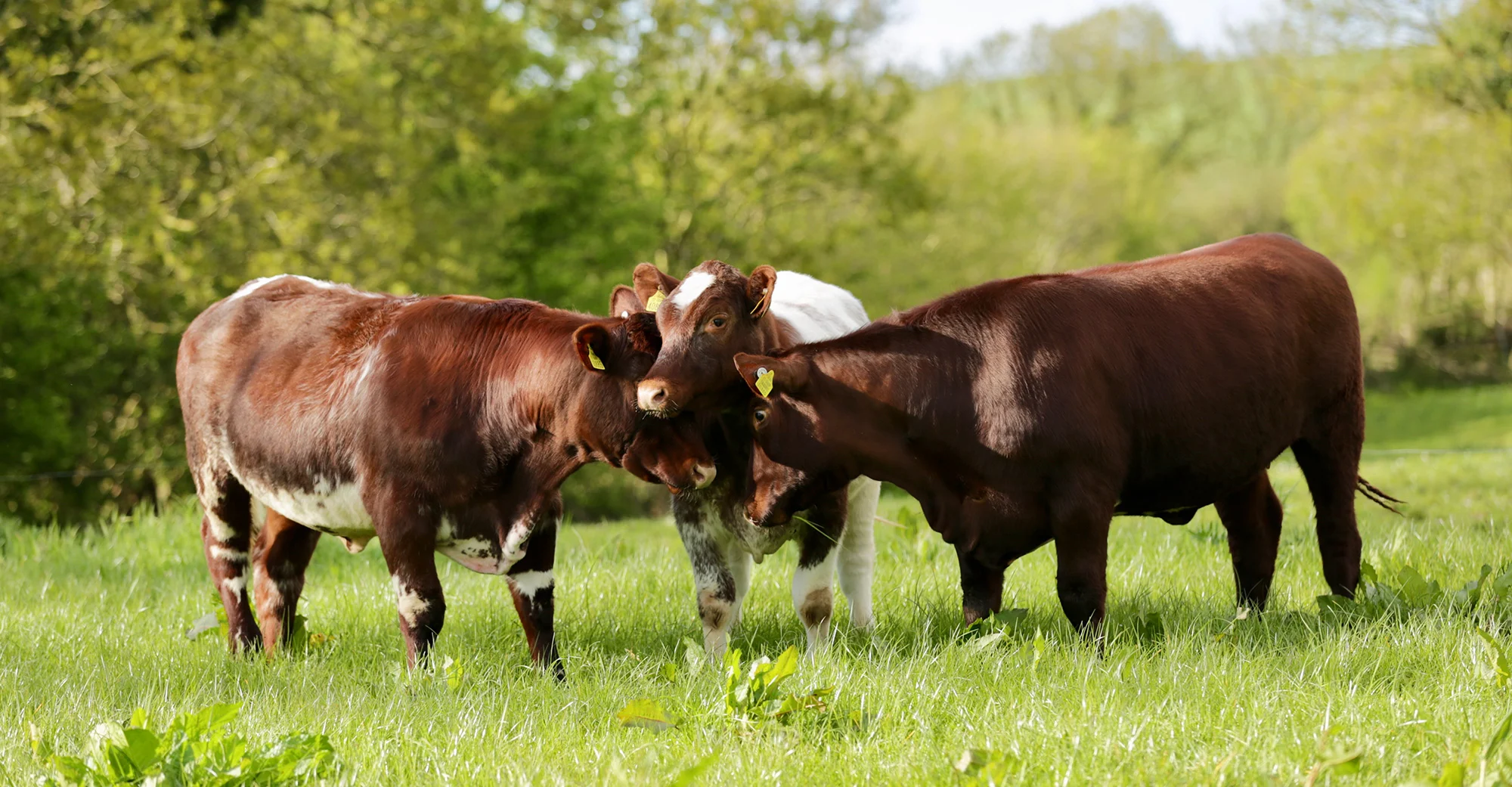 Homebred yearling heifers