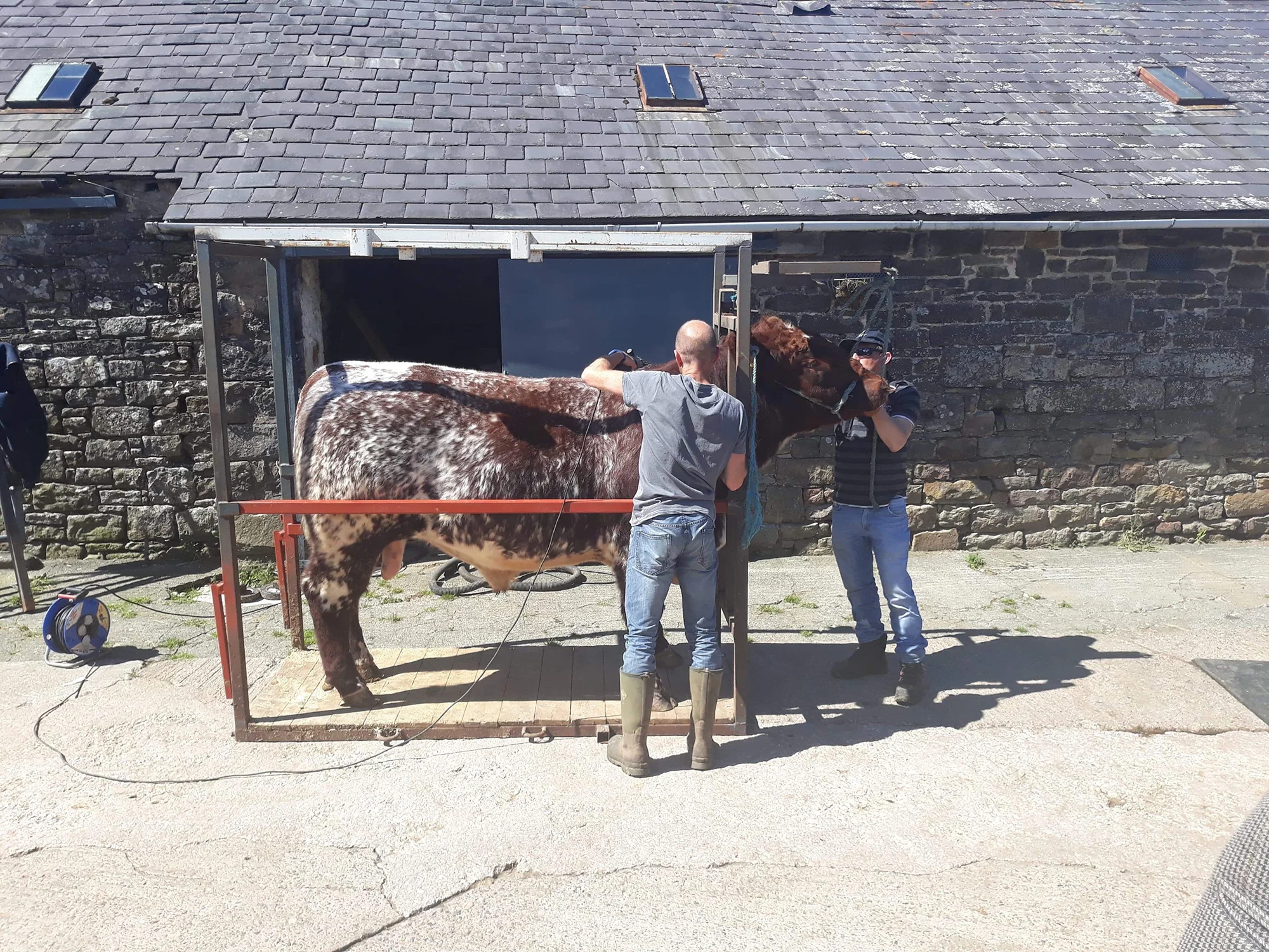 Charles Lowther demonstrating show prep clipping