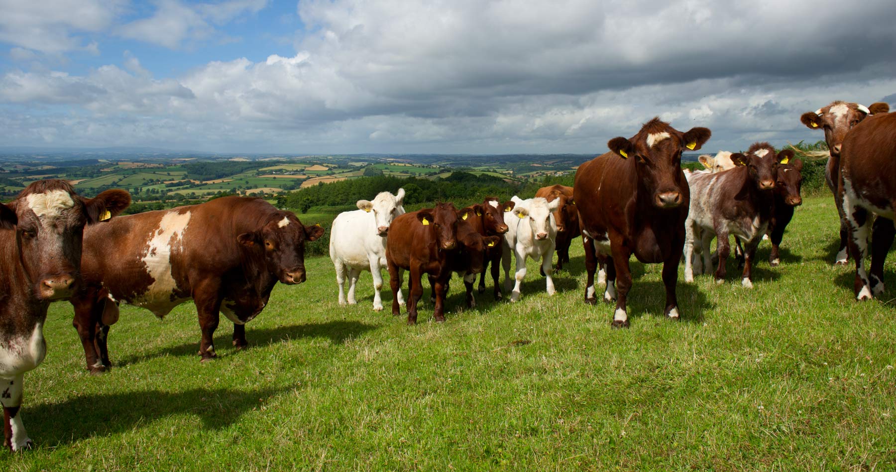 A portion of the Stockleigh herd