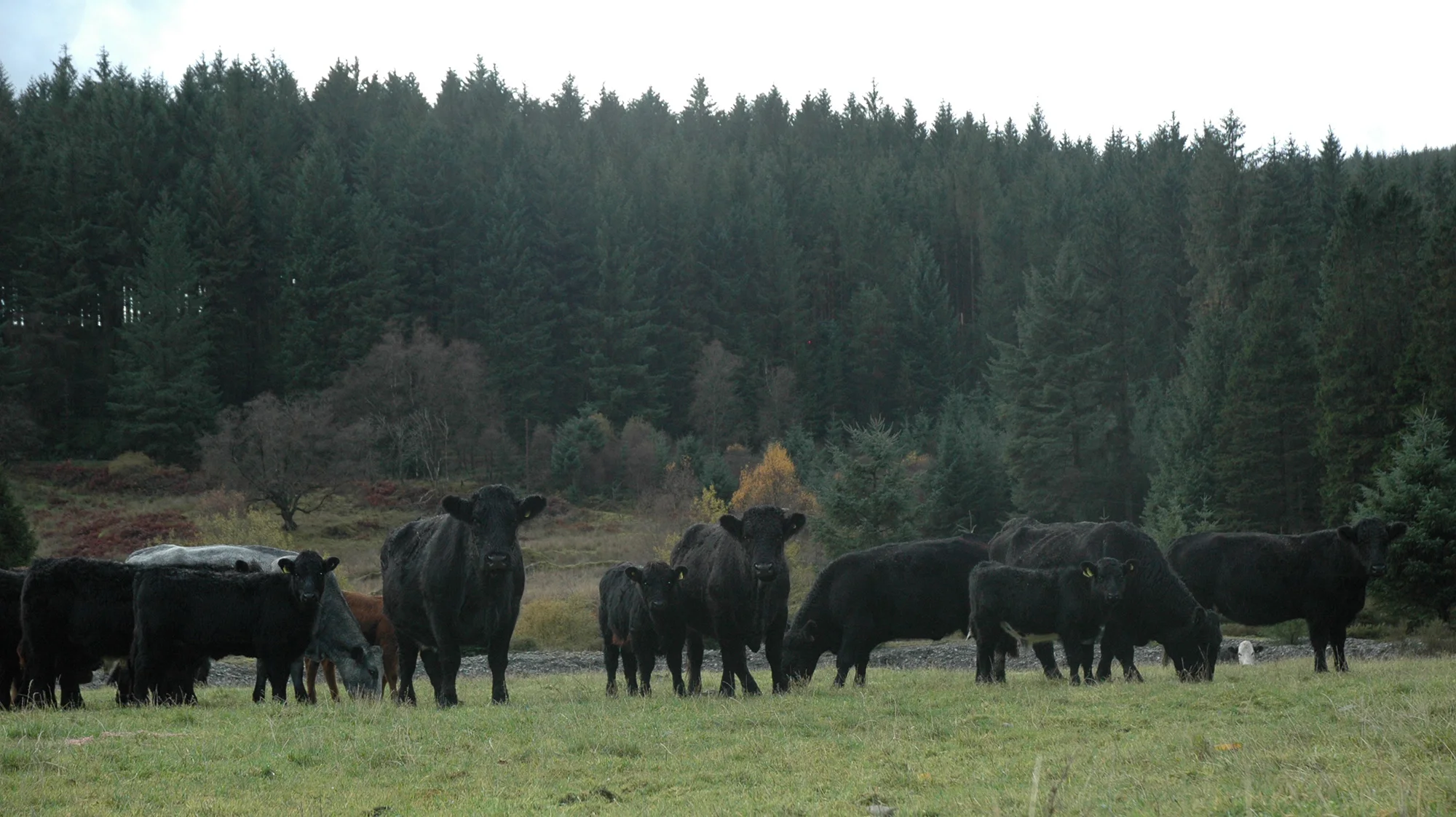 Welsh Blacks with Beef Shorthorn cross calves at Nanty Farm