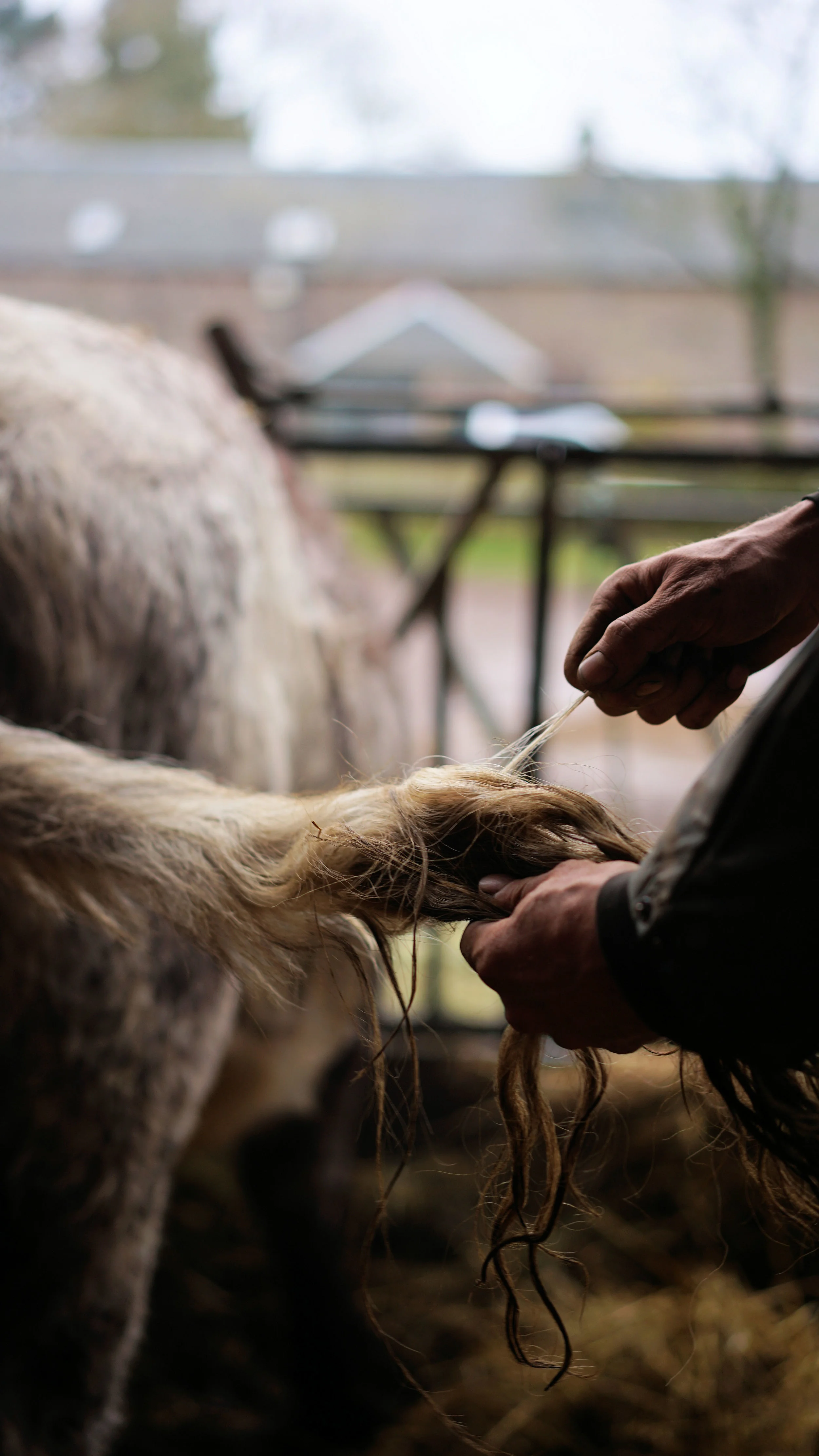 Double muscling, myostatin and the Beef Shorthorn — The Beef Shorthorn