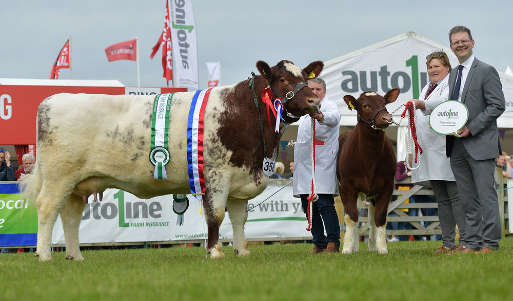 Balmoral (Royal Ulster) Show 2019 — The Beef Shorthorn Cattle Society