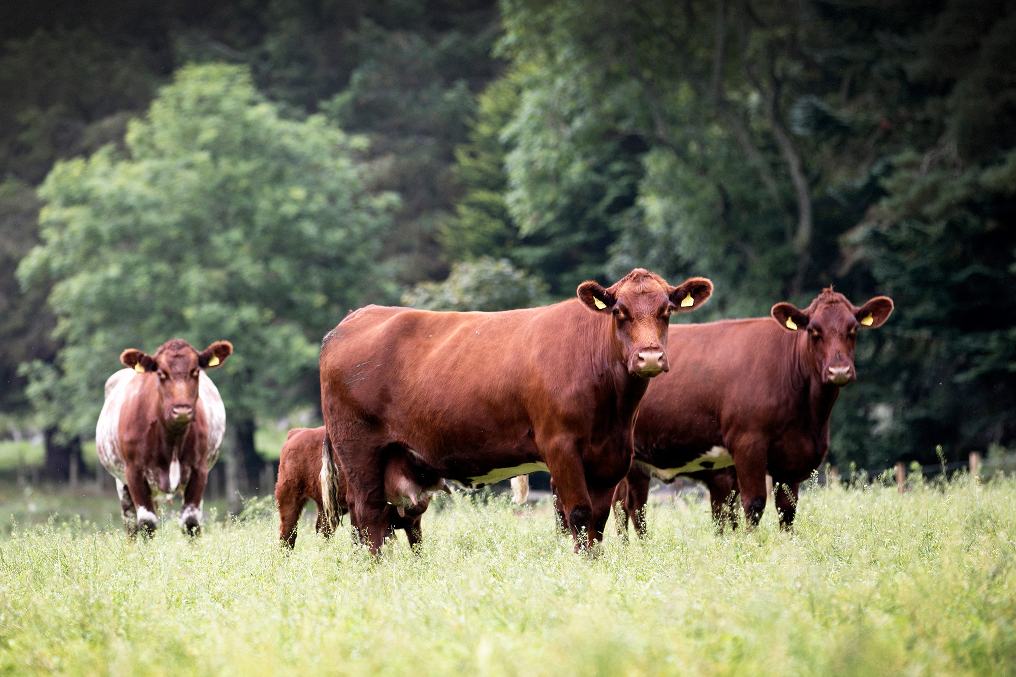 beef-shorthorns-glenisla-1734.jpg