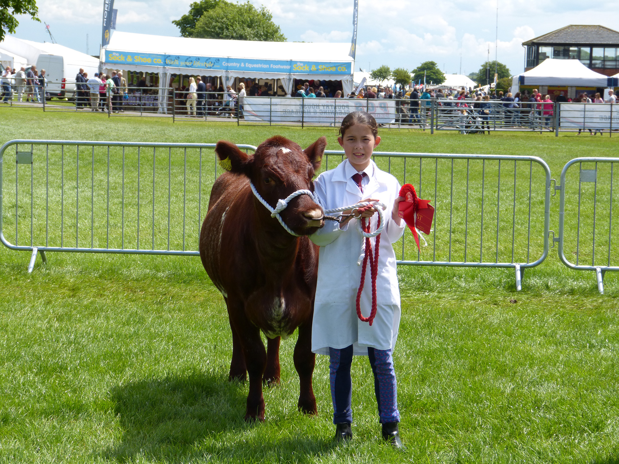 showing-cattle.jpg