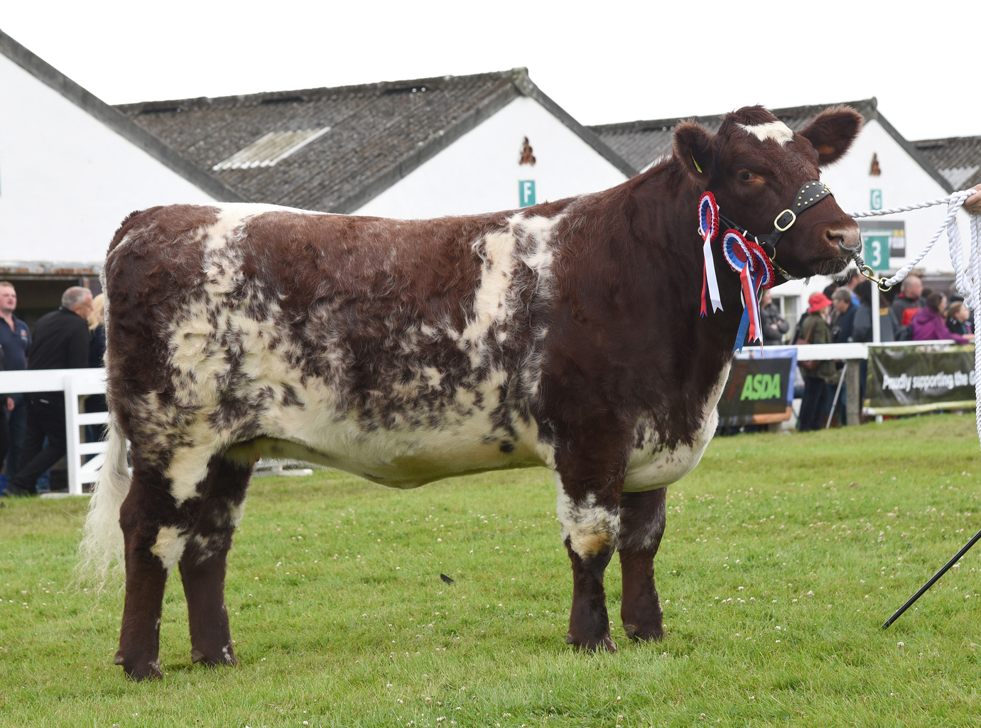 Great Yorkshire Show 2019