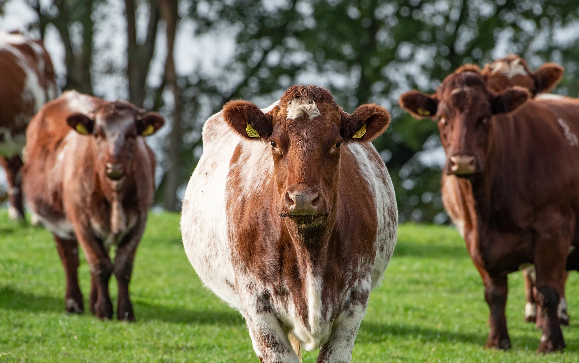 Trace element supplementation AHDB Beef and Lamb Plus+ — The Beef