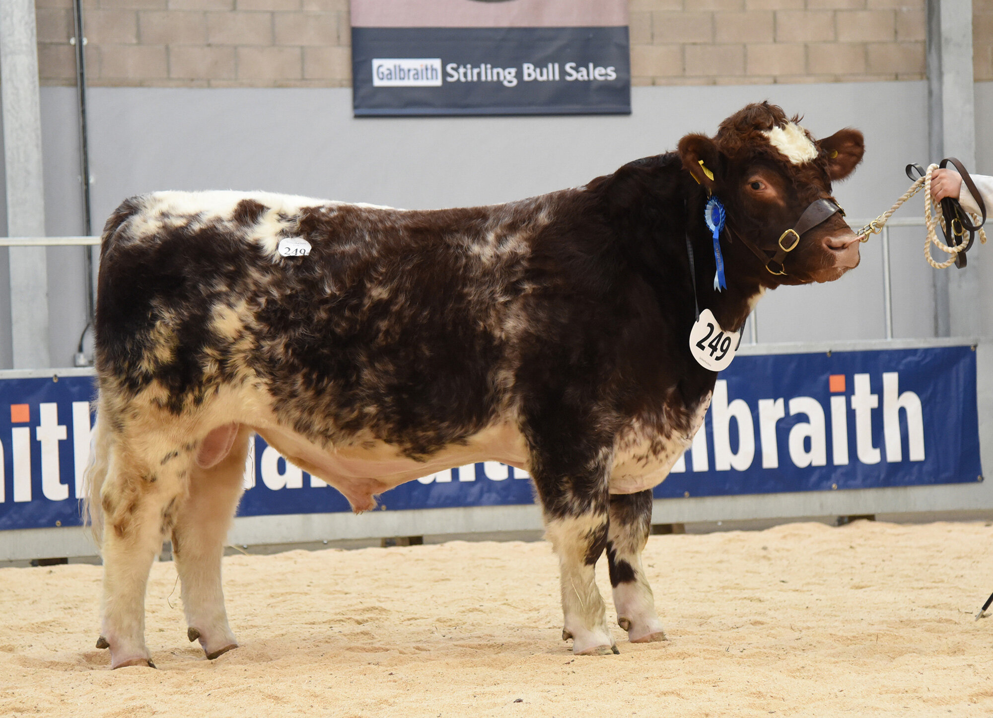 Stirling Bull Sales - February