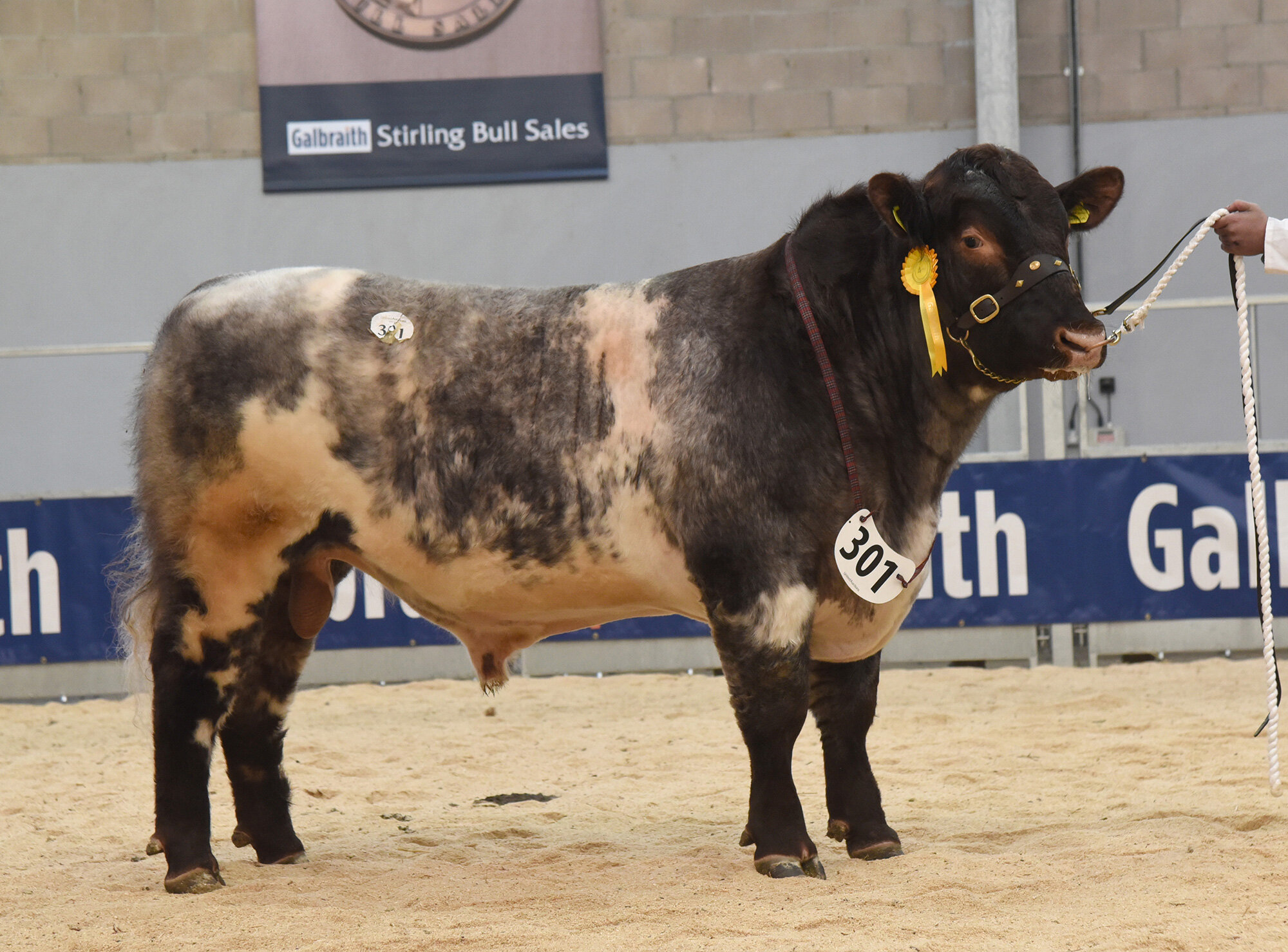 Stirling Bull Sales - May