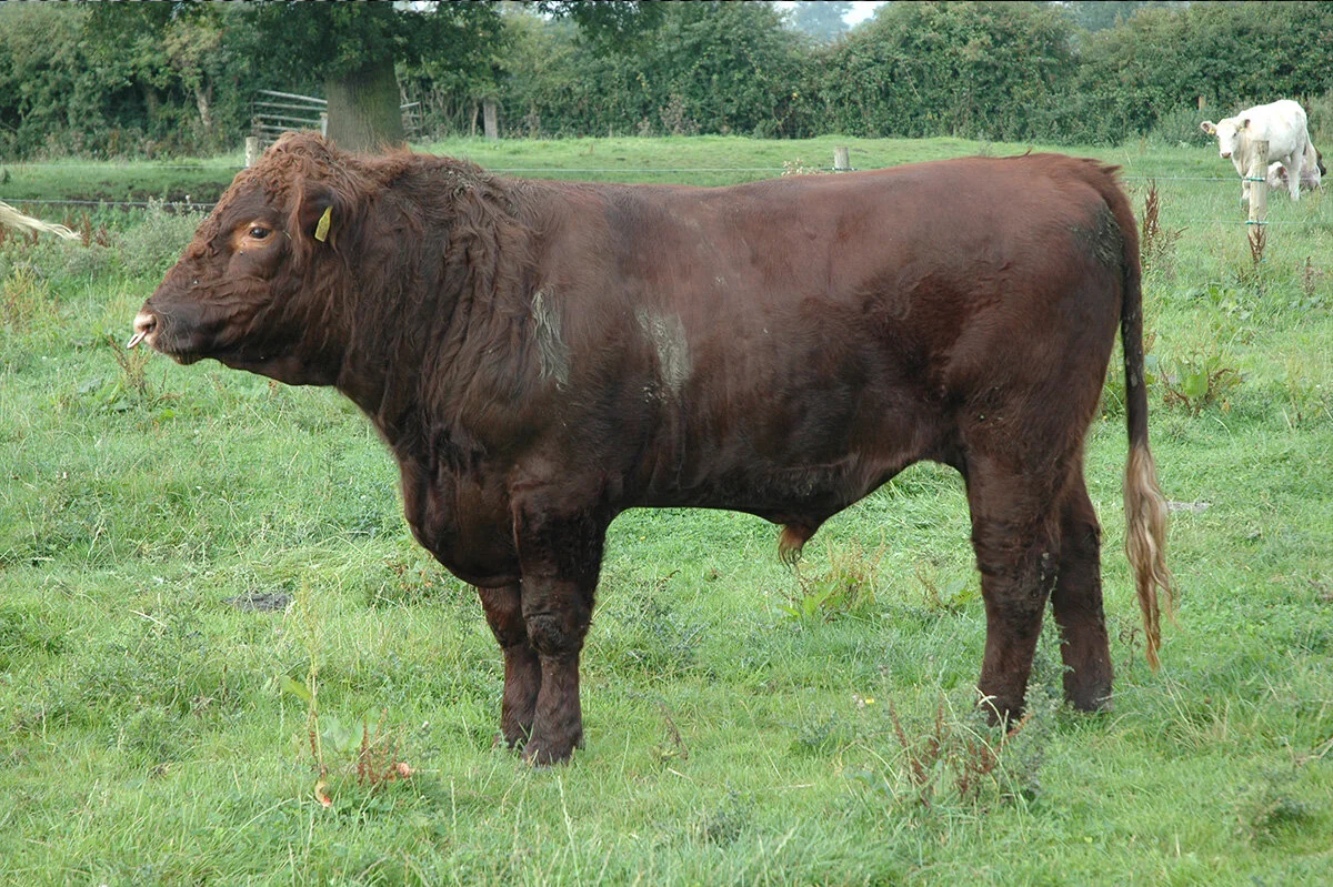 Cattle for Sale — The Beef Shorthorn Cattle Society