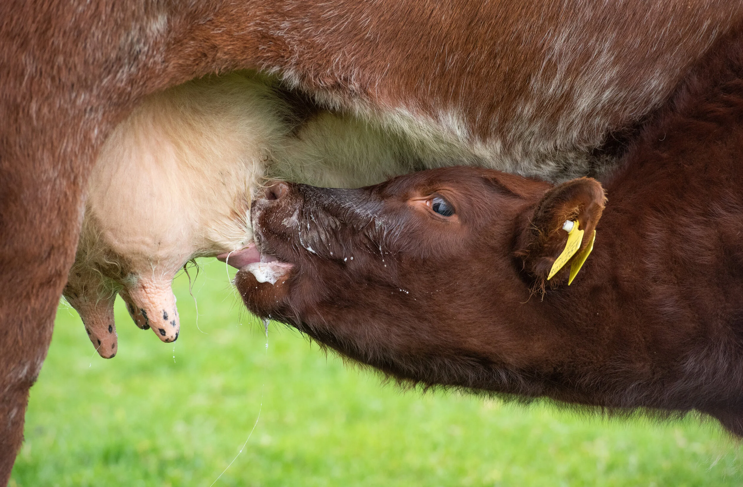 20SucklingCalf copy.jpg