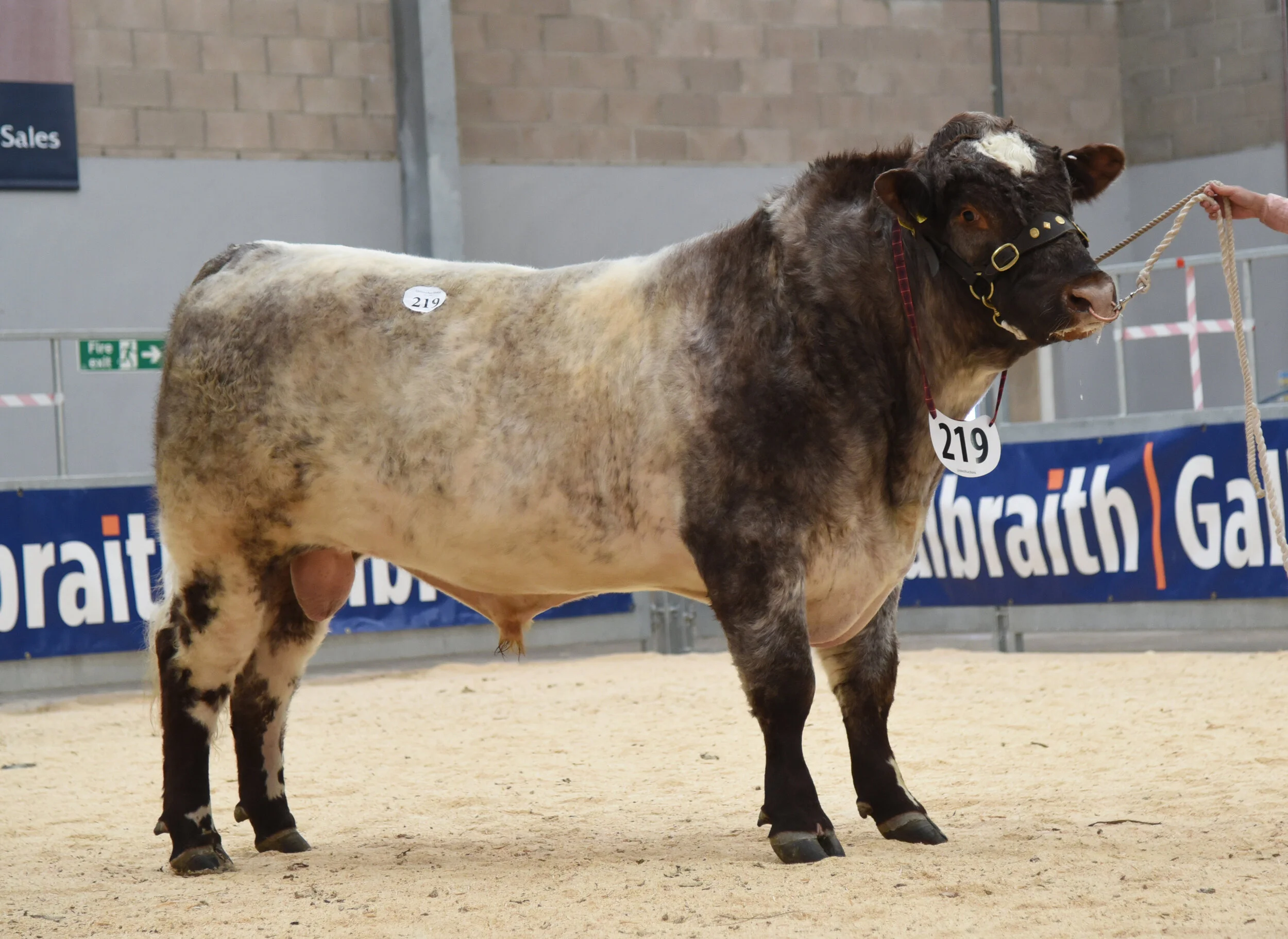 Beef Shorthorn leads Stirling multi-breed at 10,000gns