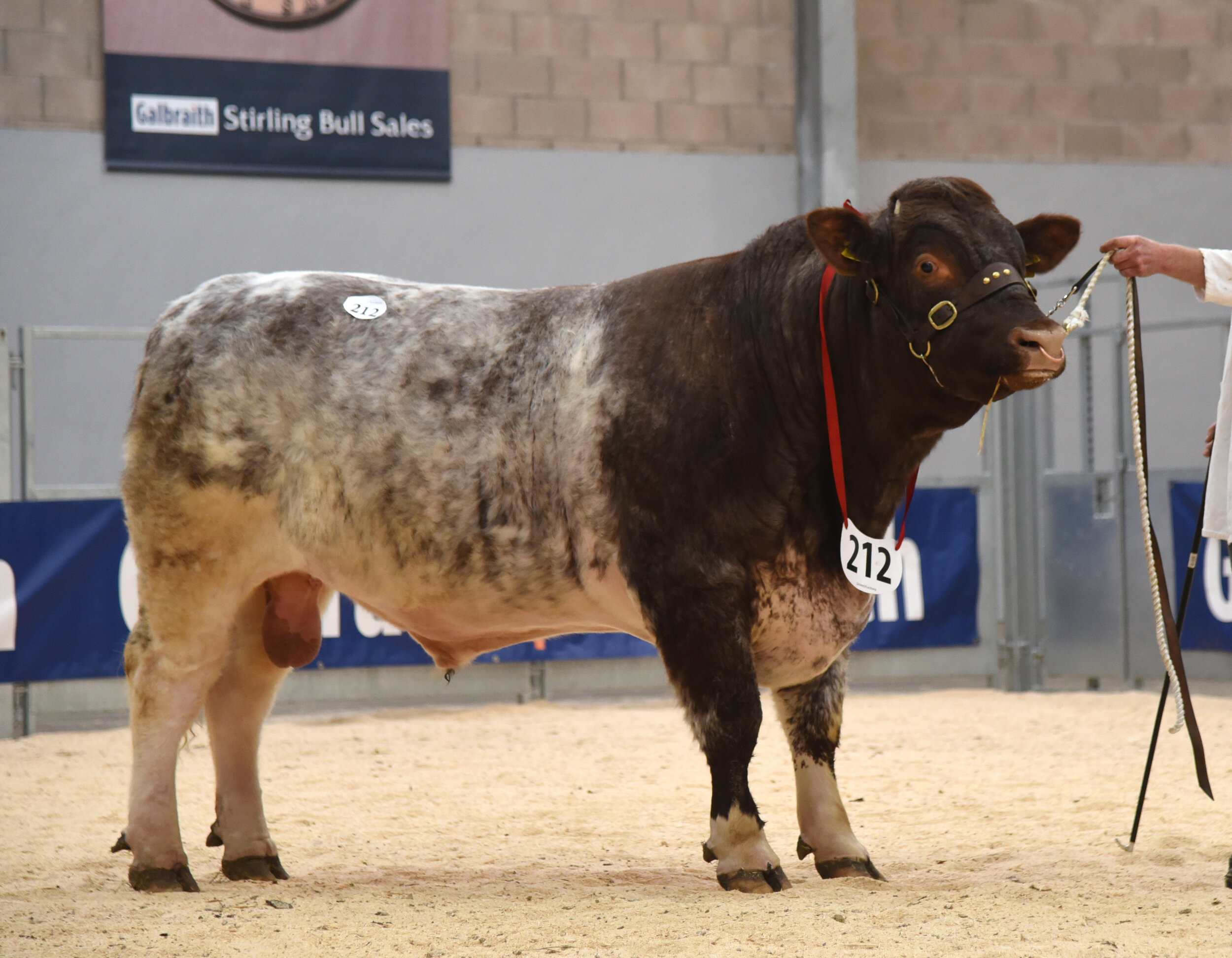 Knowehead Nomad, 4,000gns