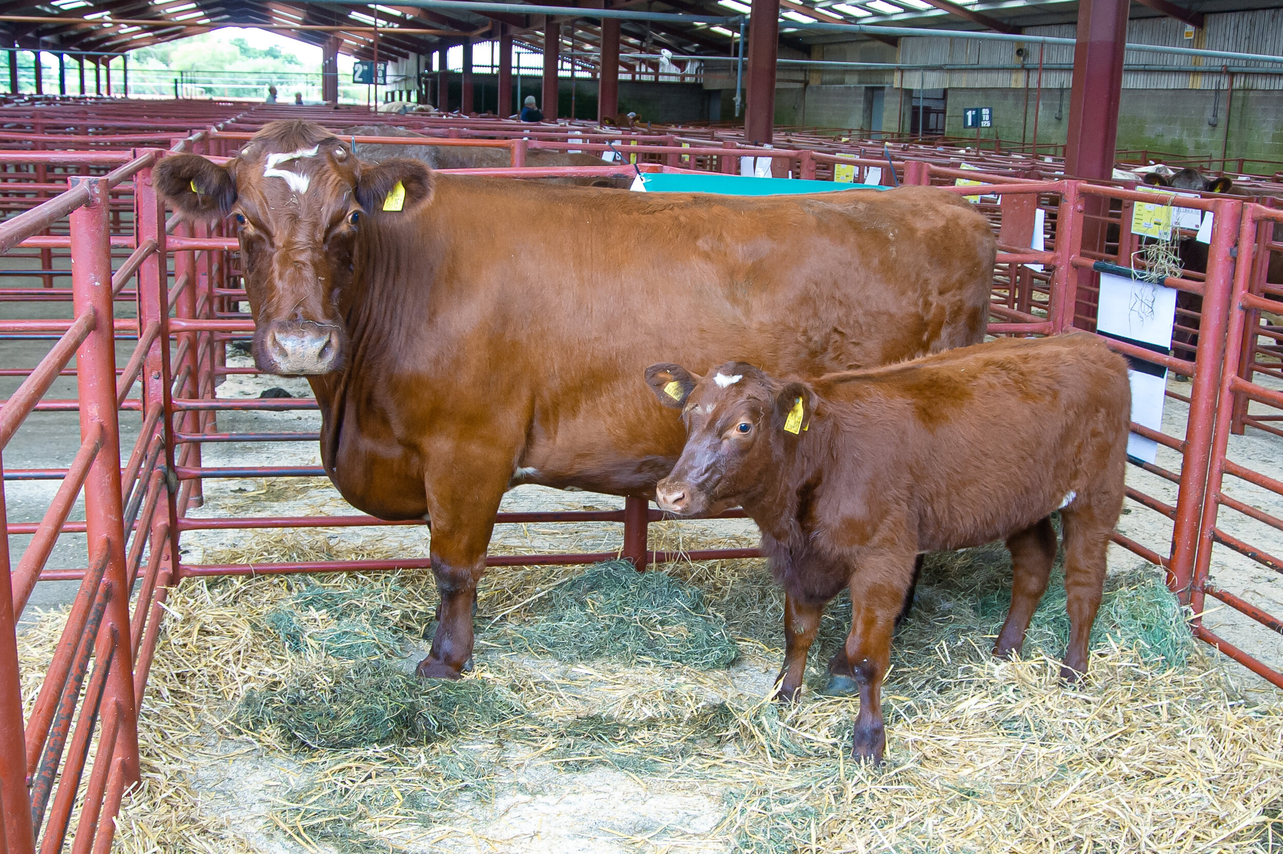 2 Lot 25 Top Price sold for 3600 gns from A and C Ivinson.jpg