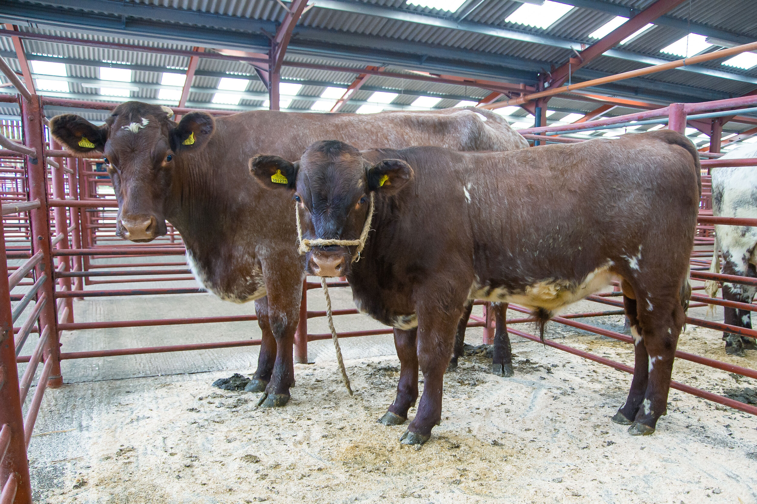 3 Lot 28 sold for 3400 gns from Mr F W Graham.jpg