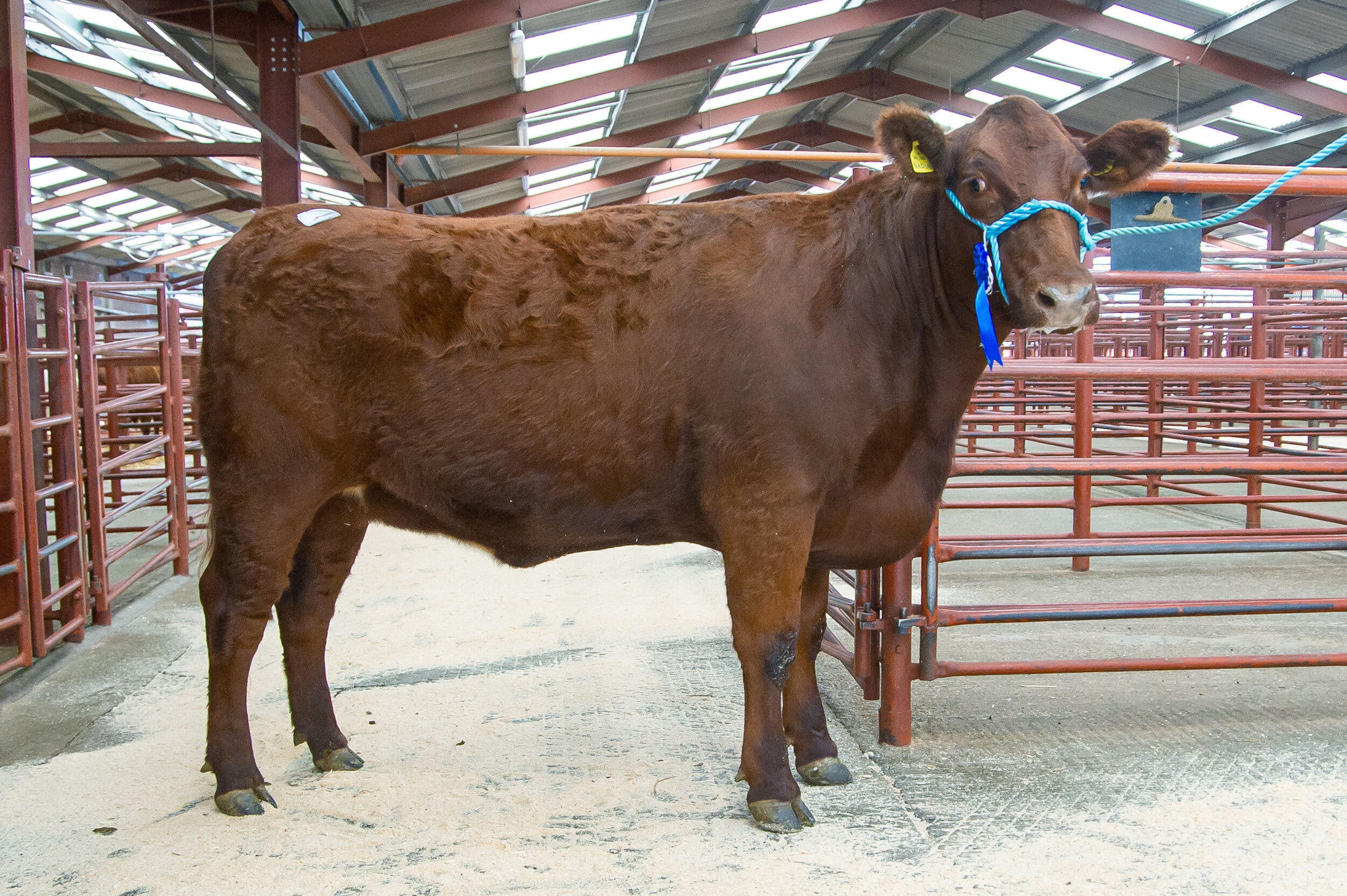 6 Lot 10 sold for 2100 gns heifer from H and N Sloan.jpg