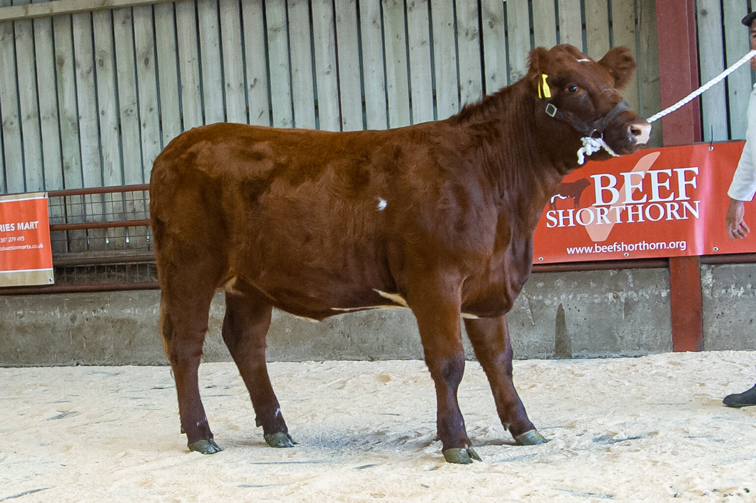 8 Lot 20 Reserve Champion sold for 2100 gns from Thomson Roddick and Laurie.jpg